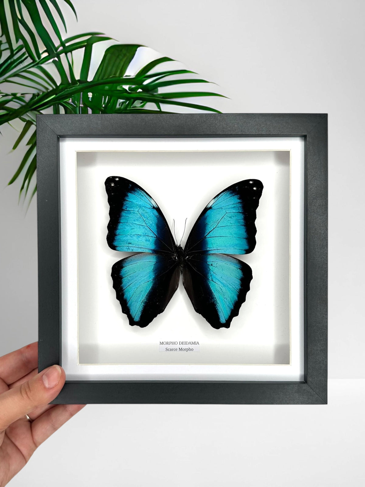 Scarce Morpho | Morpho Deidamia | Medium Frame • Taxidermy Entomology Home Decor Framed Art handmade by cuteaholic entomology taxidermy frame blue shiny morpho