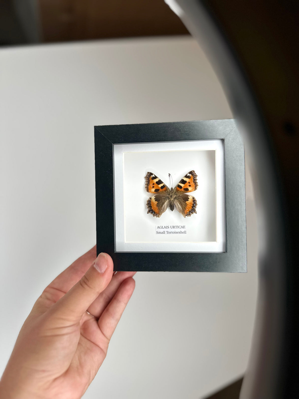 Small Tortoiseshell (Aglais Urticae) - Small Framed Butterfly handmade by cuteaholic entomology taxidermy insects bugs