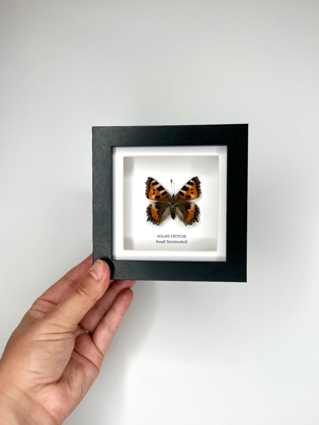 Small Tortoiseshell (Aglais Urticae) - Small Framed Butterfly handmade by cuteaholic entomology taxidermy insects bugs