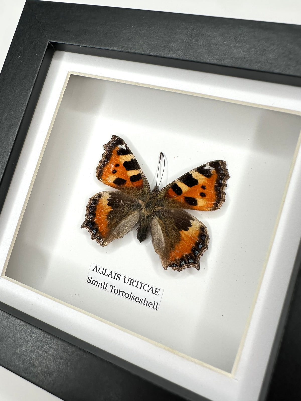 Small Tortoiseshell (Aglais Urticae) - Small Framed Butterfly handmade by cuteaholic entomology taxidermy insects bugs