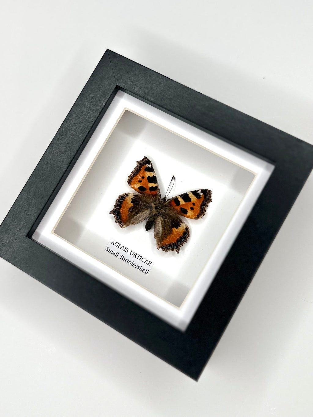 Small Tortoiseshell (Aglais Urticae) - Small Framed Butterfly handmade by cuteaholic entomology taxidermy insects bugs