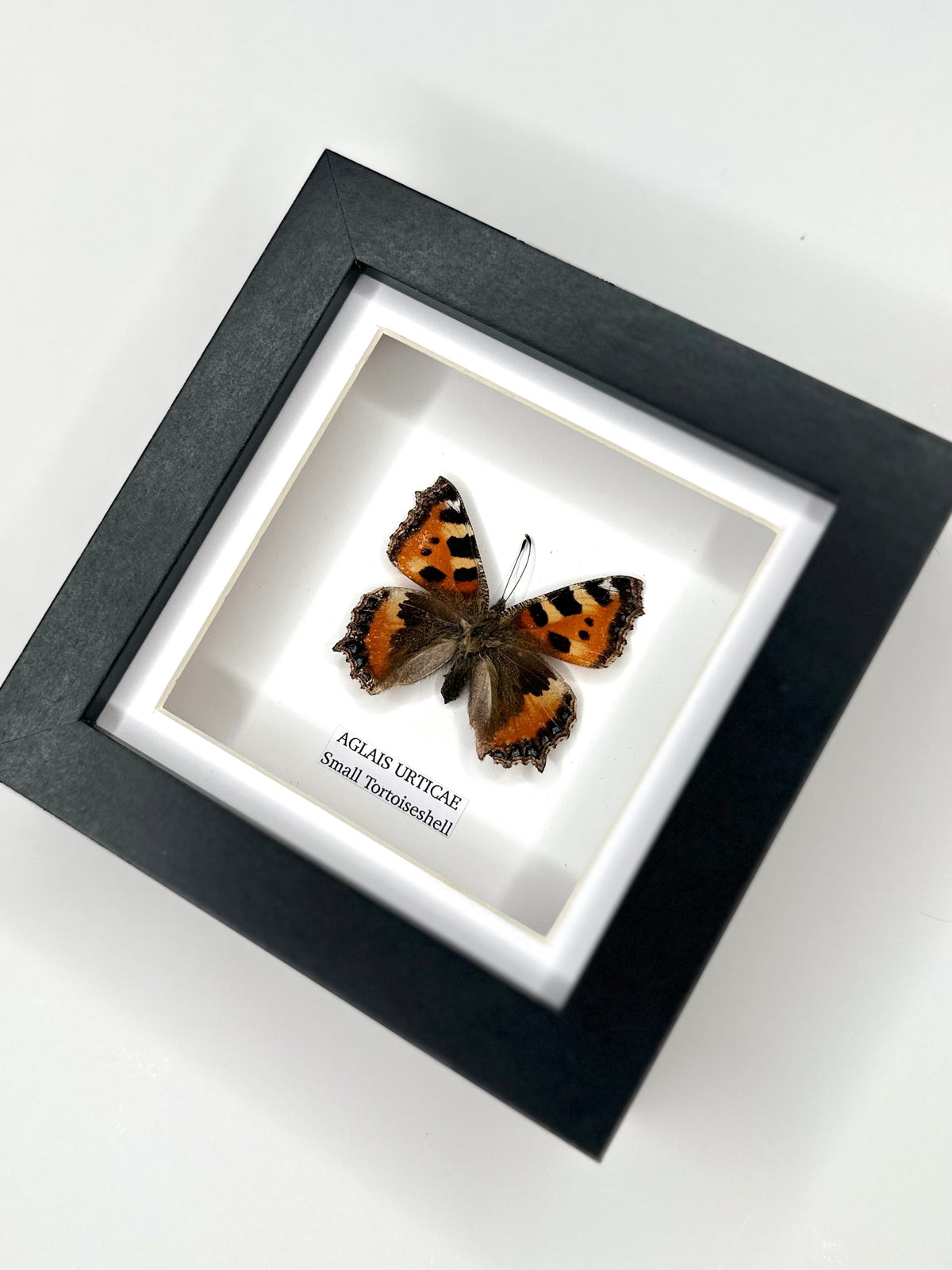 Small Tortoiseshell (Aglais Urticae) - Small Framed Butterfly handmade by cuteaholic entomology taxidermy insects bugs