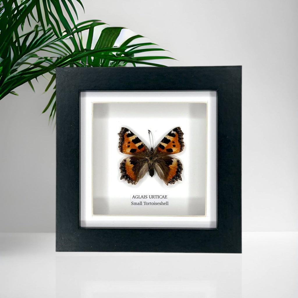 Small Tortoiseshell (Aglais Urticae) - Small Framed Butterfly handmade by cuteaholic entomology taxidermy insects bugs