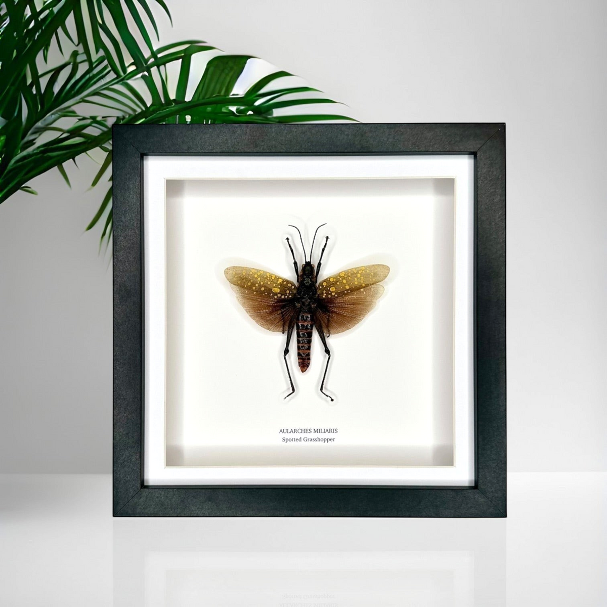 Spotted Grasshopper also known as Aularches Miliaris in latin, framed in a black shadow deep Medium box Frame. natural Taxidermy Entomology Home Decor Framed Natural Art by cuteaholic gifts.