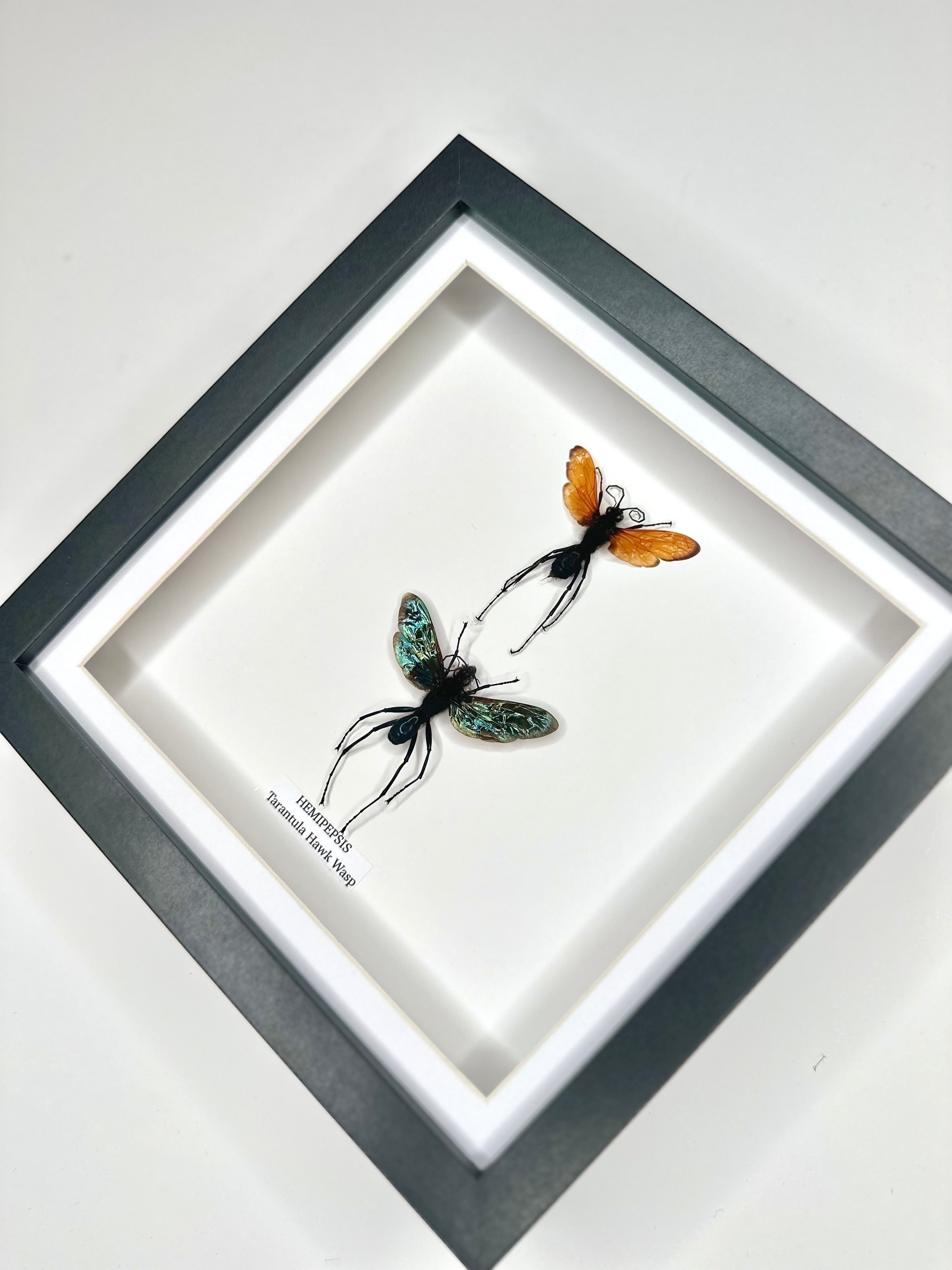Tarantula Hawk Wasp | Hemipepsis | Medium black or white deep shadow Frame - Taxidermy Entomology Home Decor Framed Natural Art handmade by cuteaholic gifts