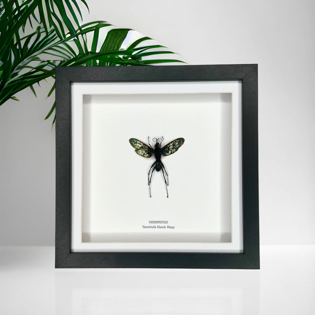 Tarantula Hawk Wasp | Hemipepsis | Medium black or white deep shadow Frame - Taxidermy Entomology Home Decor Framed Natural Art handmade by cuteaholic gifts