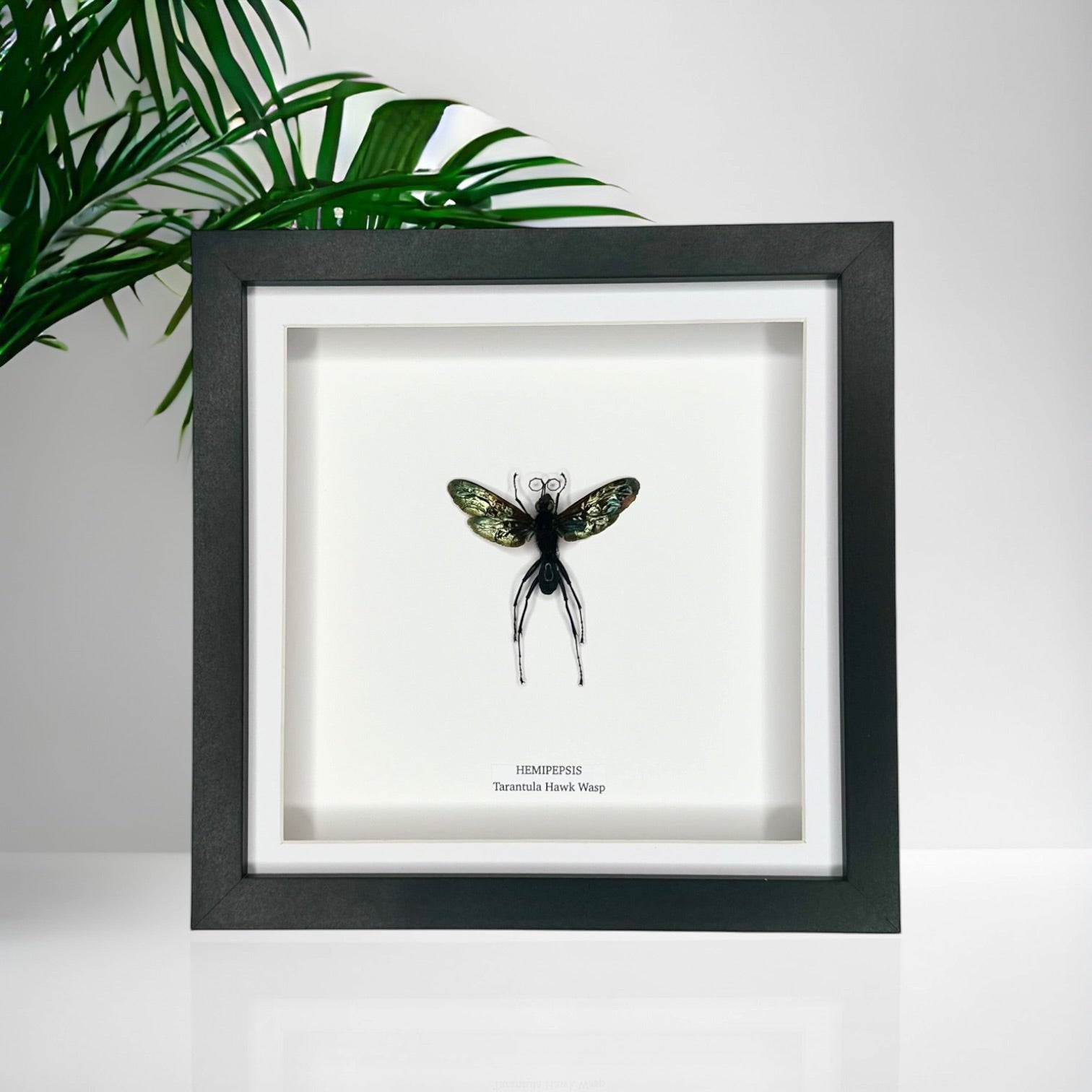 Tarantula Hawk Wasp | Hemipepsis | Medium black or white deep shadow Frame - Taxidermy Entomology Home Decor Framed Natural Art handmade by cuteaholic gifts