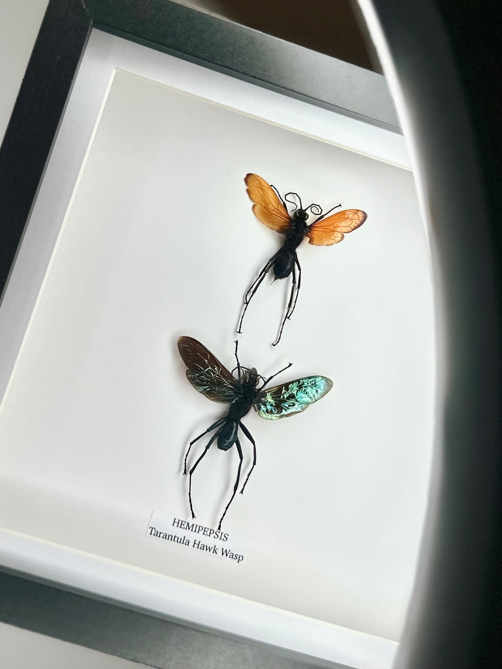 Tarantula Hawk Wasp | Hemipepsis | Medium black or white deep shadow Frame - Taxidermy Entomology Home Decor Framed Natural Art handmade by cuteaholic gifts