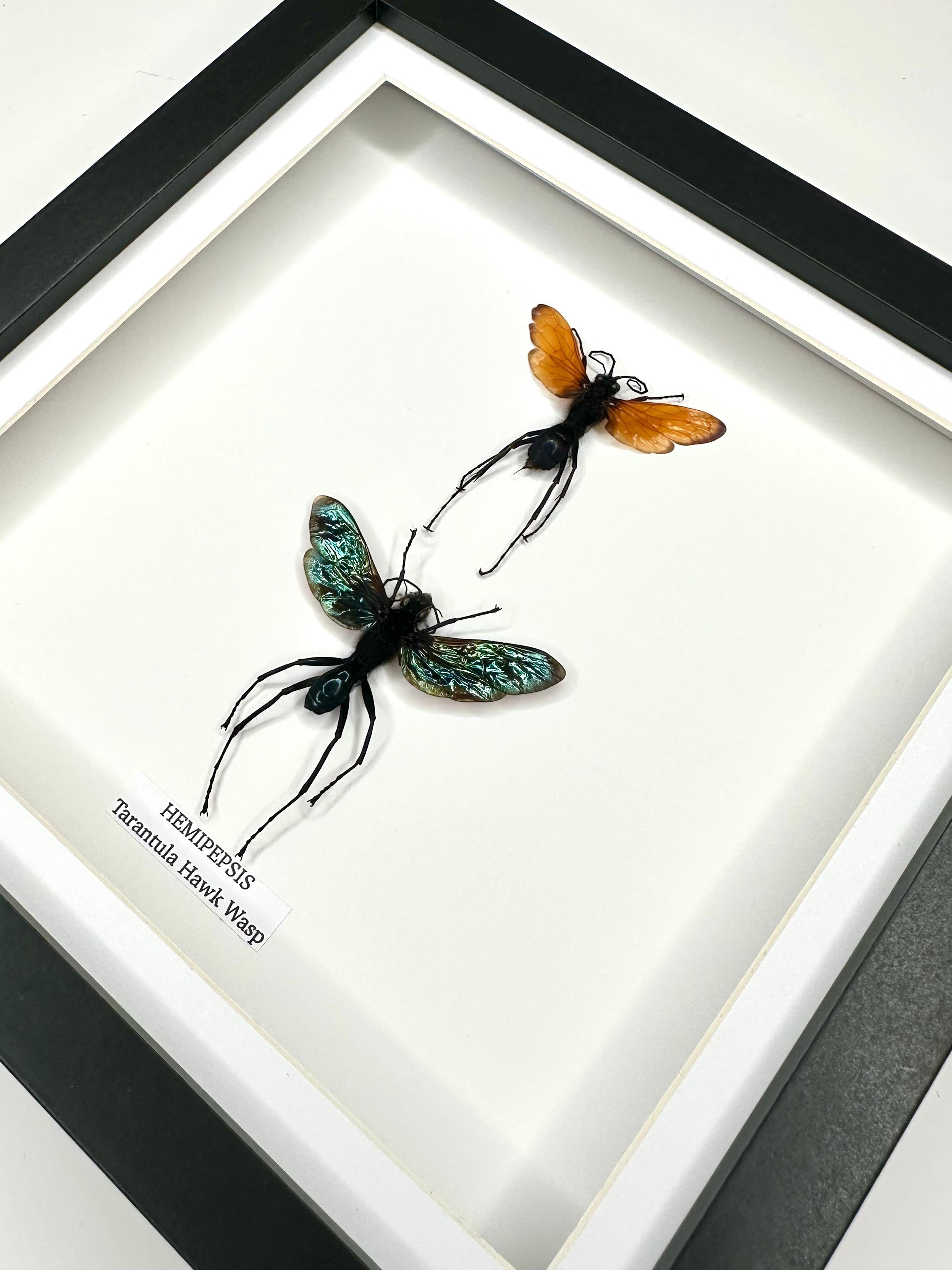 Tarantula Hawk Wasp | Hemipepsis | Medium black or white deep shadow Frame - Taxidermy Entomology Home Decor Framed Natural Art handmade by cuteaholic gifts