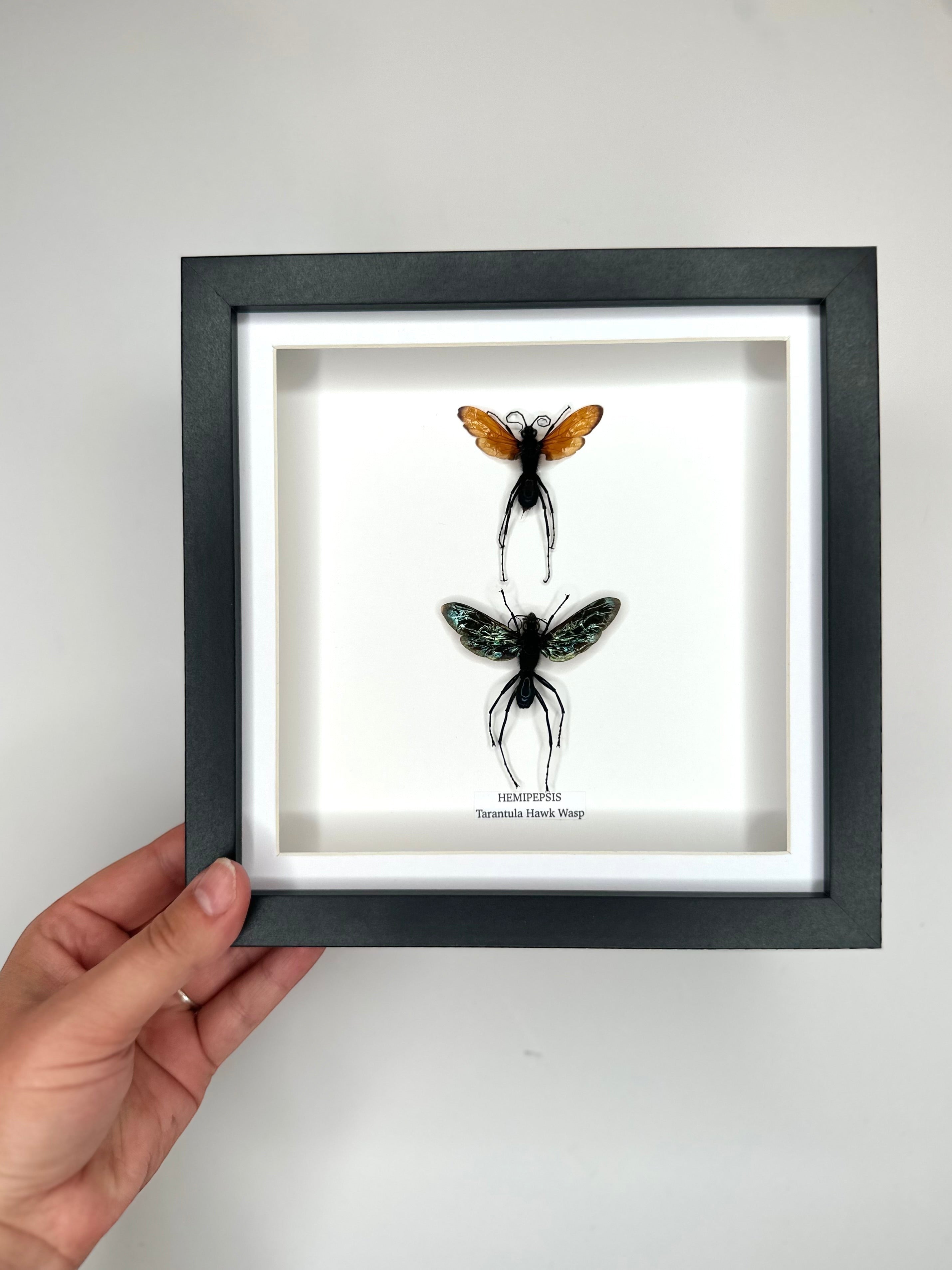 Tarantula Hawk Wasp | Hemipepsis | Medium black or white deep shadow Frame - Taxidermy Entomology Home Decor Framed Natural Art handmade by cuteaholic gifts