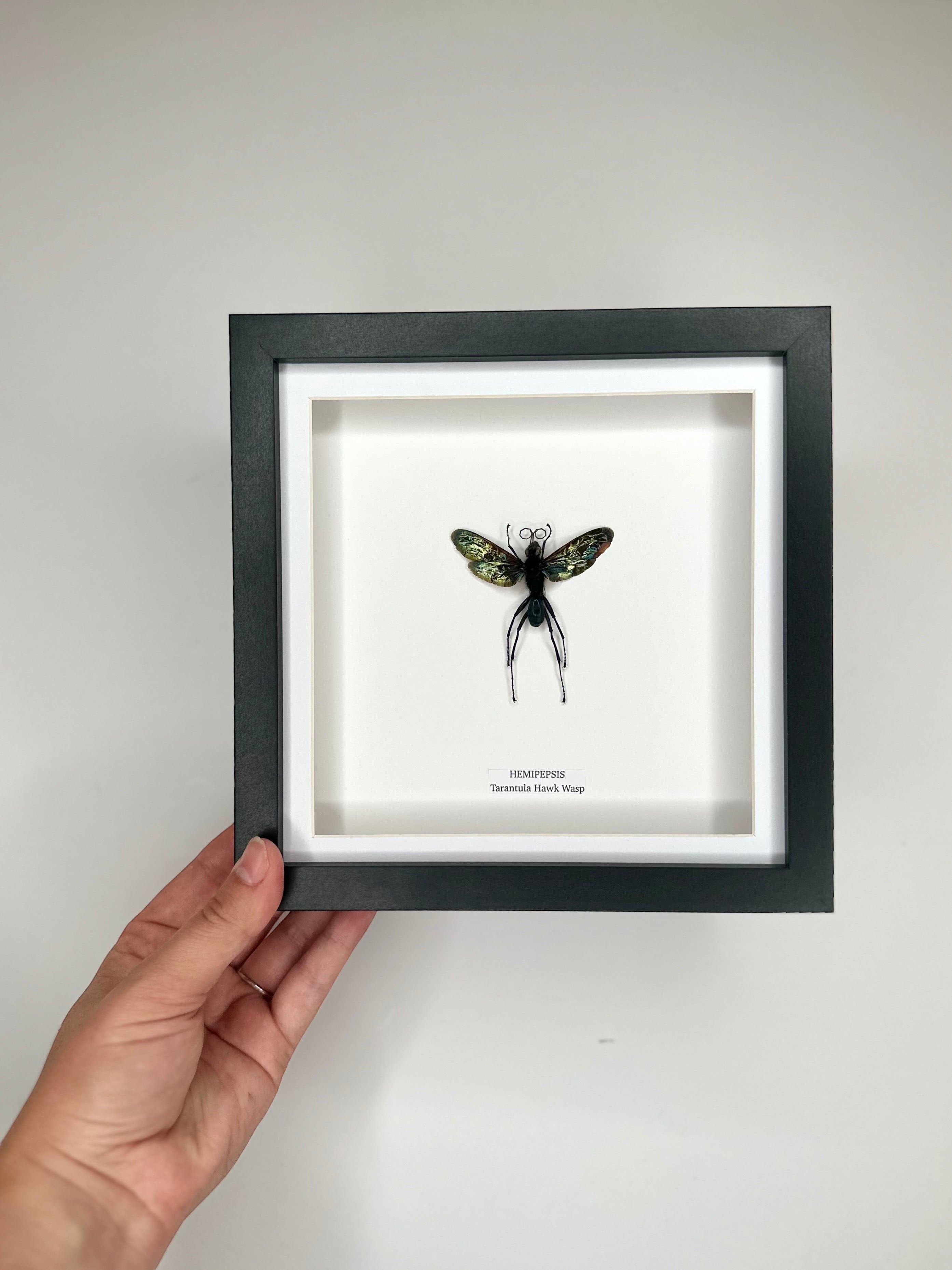 Tarantula Hawk Wasp | Hemipepsis | Medium black or white deep shadow Frame - Taxidermy Entomology Home Decor Framed Natural Art handmade by cuteaholic gifts