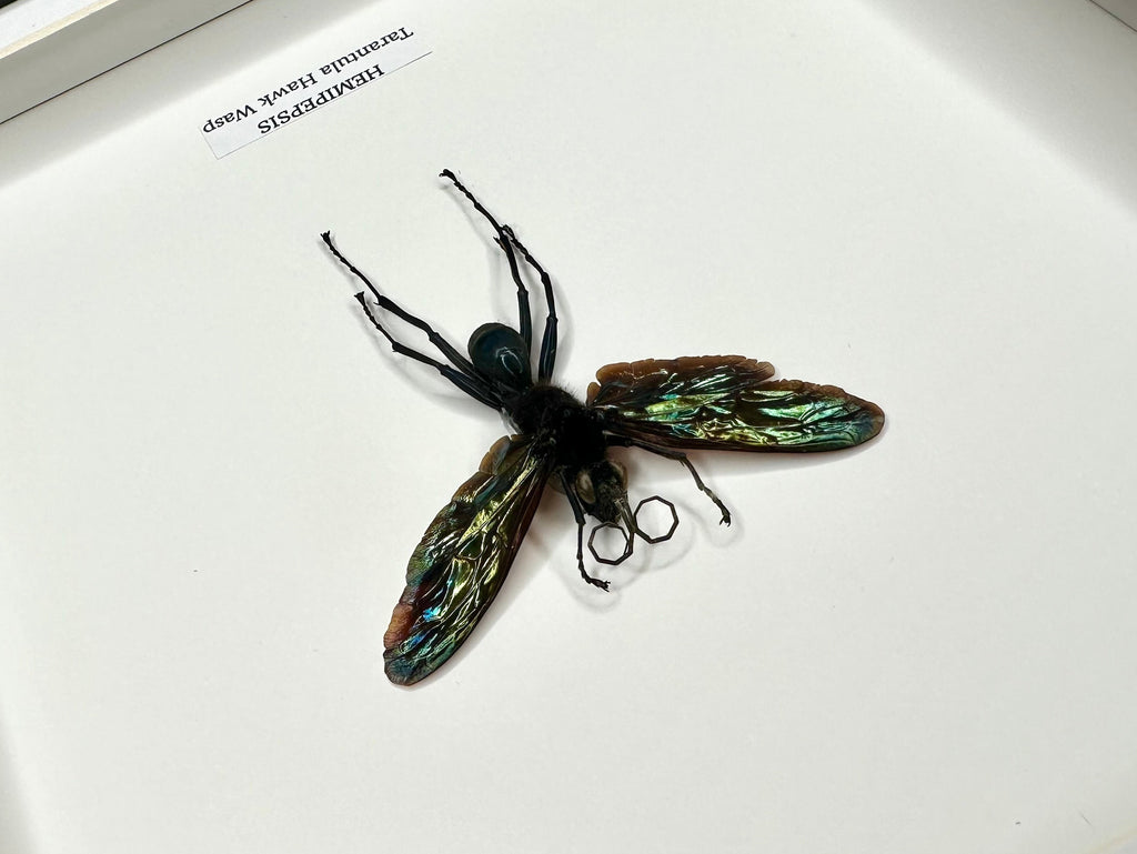 Tarantula Hawk Wasp | Hemipepsis | Medium black or white deep shadow Frame - Taxidermy Entomology Home Decor Framed Natural Art handmade by cuteaholic gifts