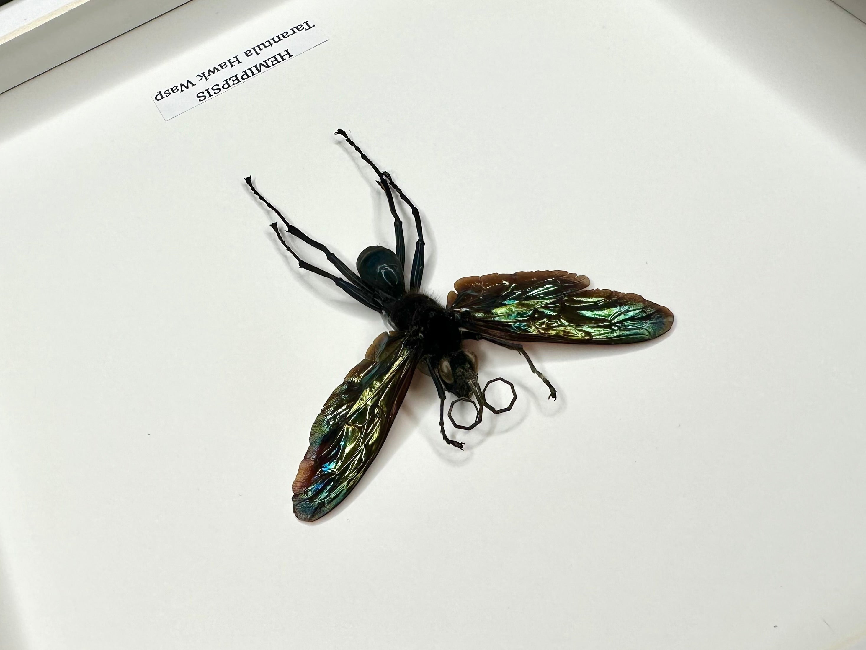 Tarantula Hawk Wasp | Hemipepsis | Medium black or white deep shadow Frame - Taxidermy Entomology Home Decor Framed Natural Art handmade by cuteaholic gifts