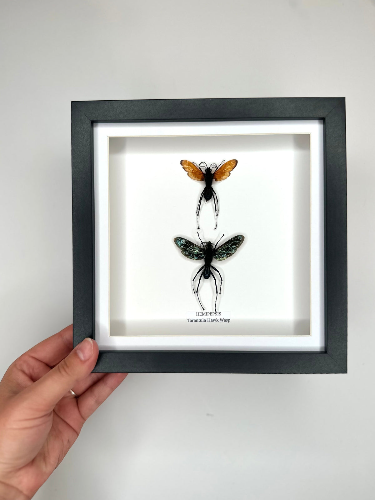 Tarantula Hawk Wasp | Hemipepsis | Medium black or white deep shadow Frame - Taxidermy Entomology Home Decor Framed Natural Art handmade by cuteaholic gifts