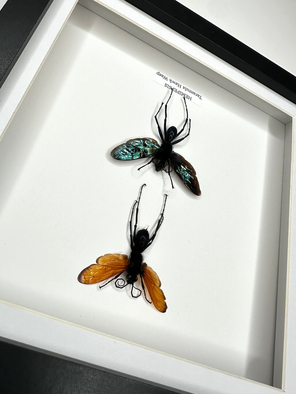 Tarantula Hawk Wasp | Hemipepsis | Medium black or white deep shadow Frame - Taxidermy Entomology Home Decor Framed Natural Art handmade by cuteaholic gifts