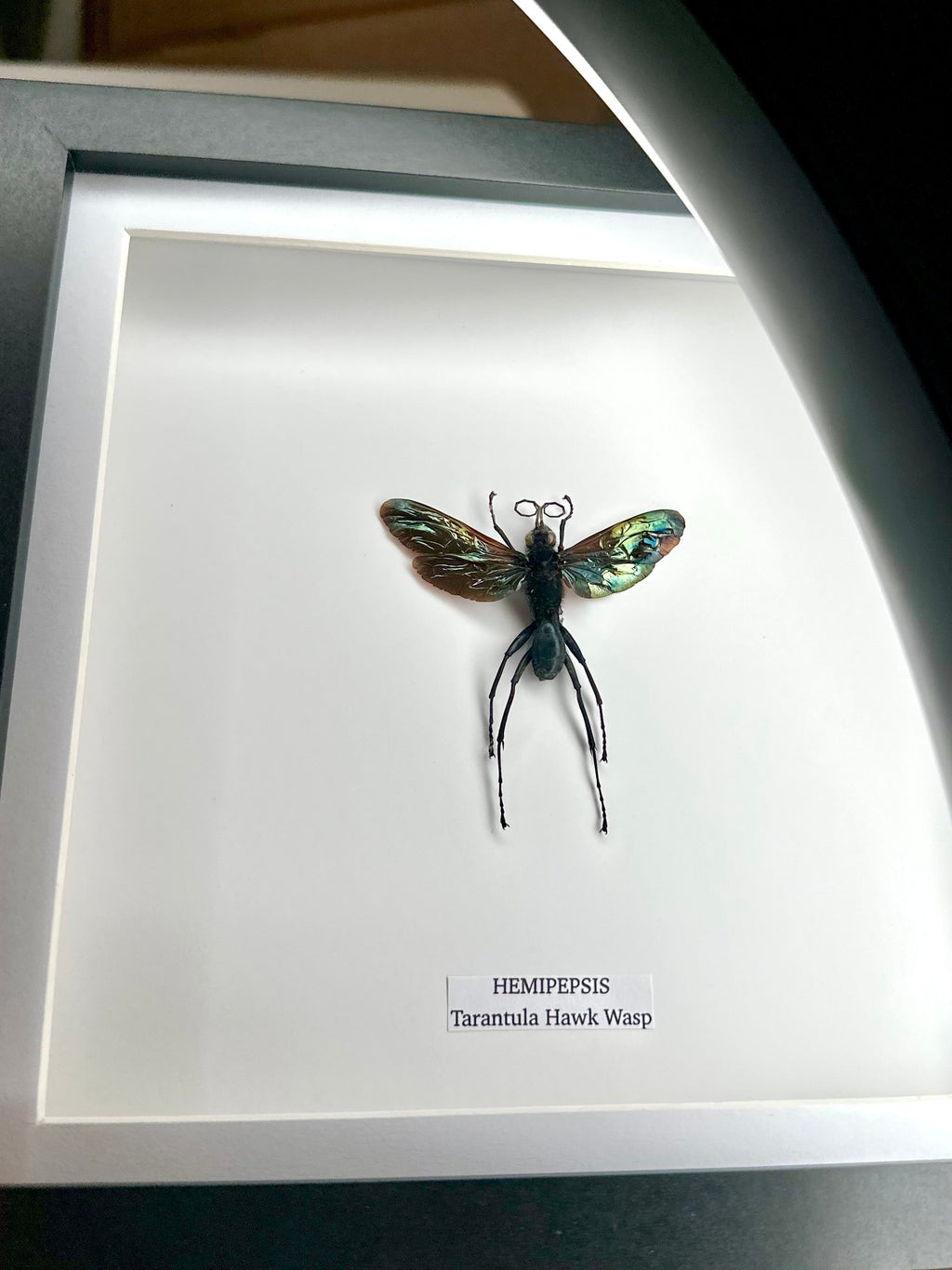 Tarantula Hawk Wasp | Hemipepsis | Medium black or white deep shadow Frame - Taxidermy Entomology Home Decor Framed Natural Art handmade by cuteaholic gifts