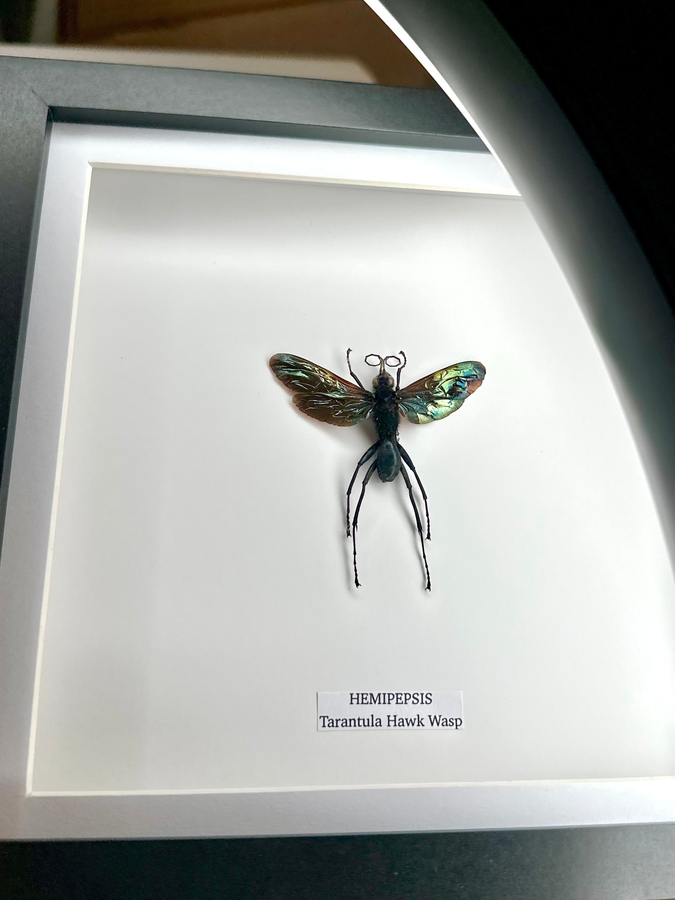 Tarantula Hawk Wasp | Hemipepsis | Medium black or white deep shadow Frame - Taxidermy Entomology Home Decor Framed Natural Art handmade by cuteaholic gifts