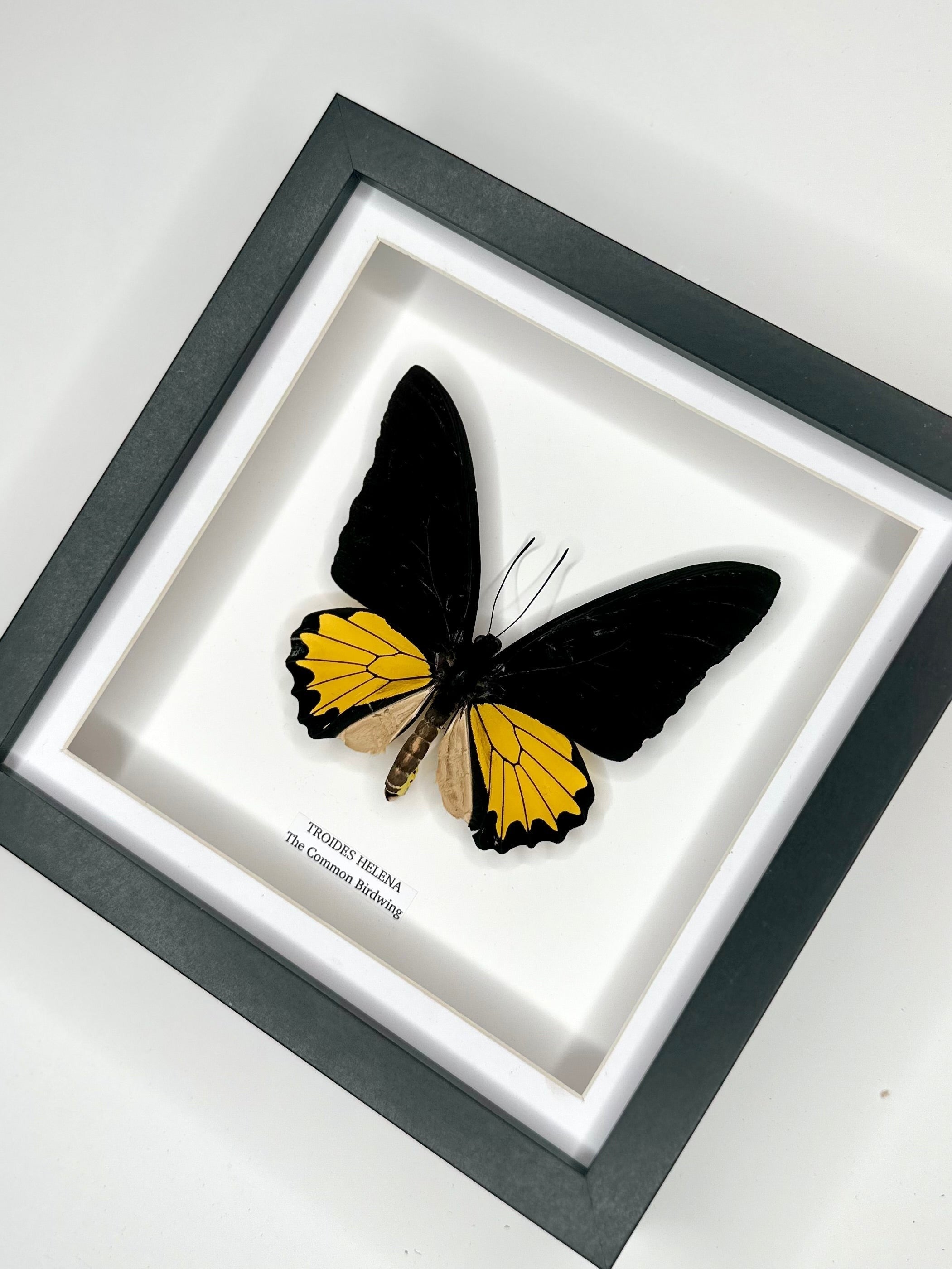 The Common Birdwing | Troides Helena | Medium deep black shadow Frame - Taxidermy Entomology Home Decor Framed Natural Art handmade by cuteaholic gifts