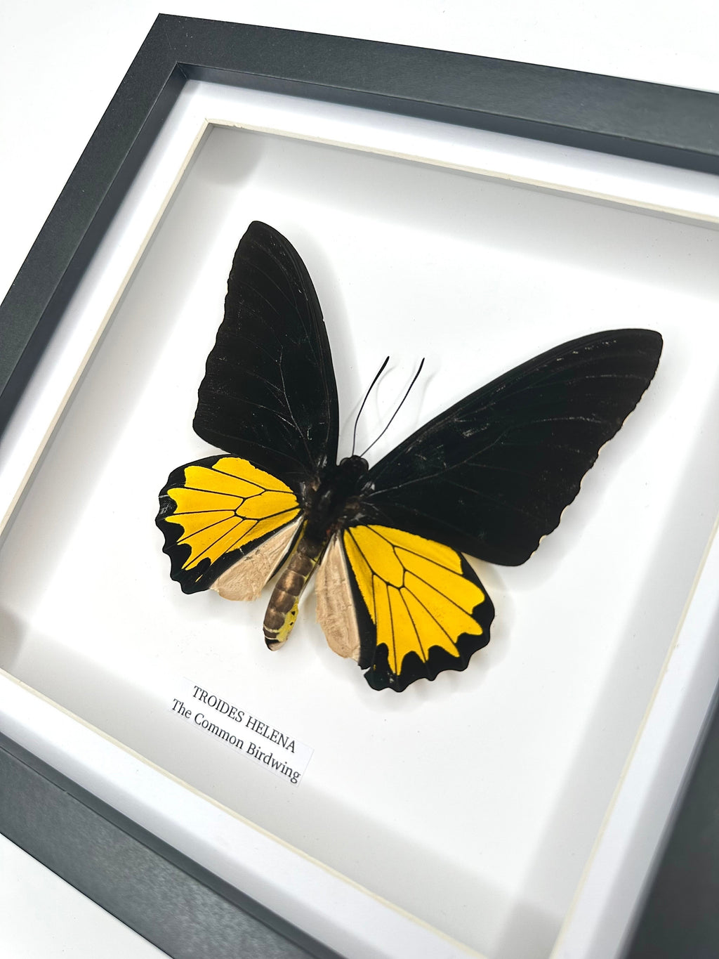 The Common Birdwing | Troides Helena | Medium deep black shadow Frame - Taxidermy Entomology Home Decor Framed Natural Art handmade by cuteaholic gifts