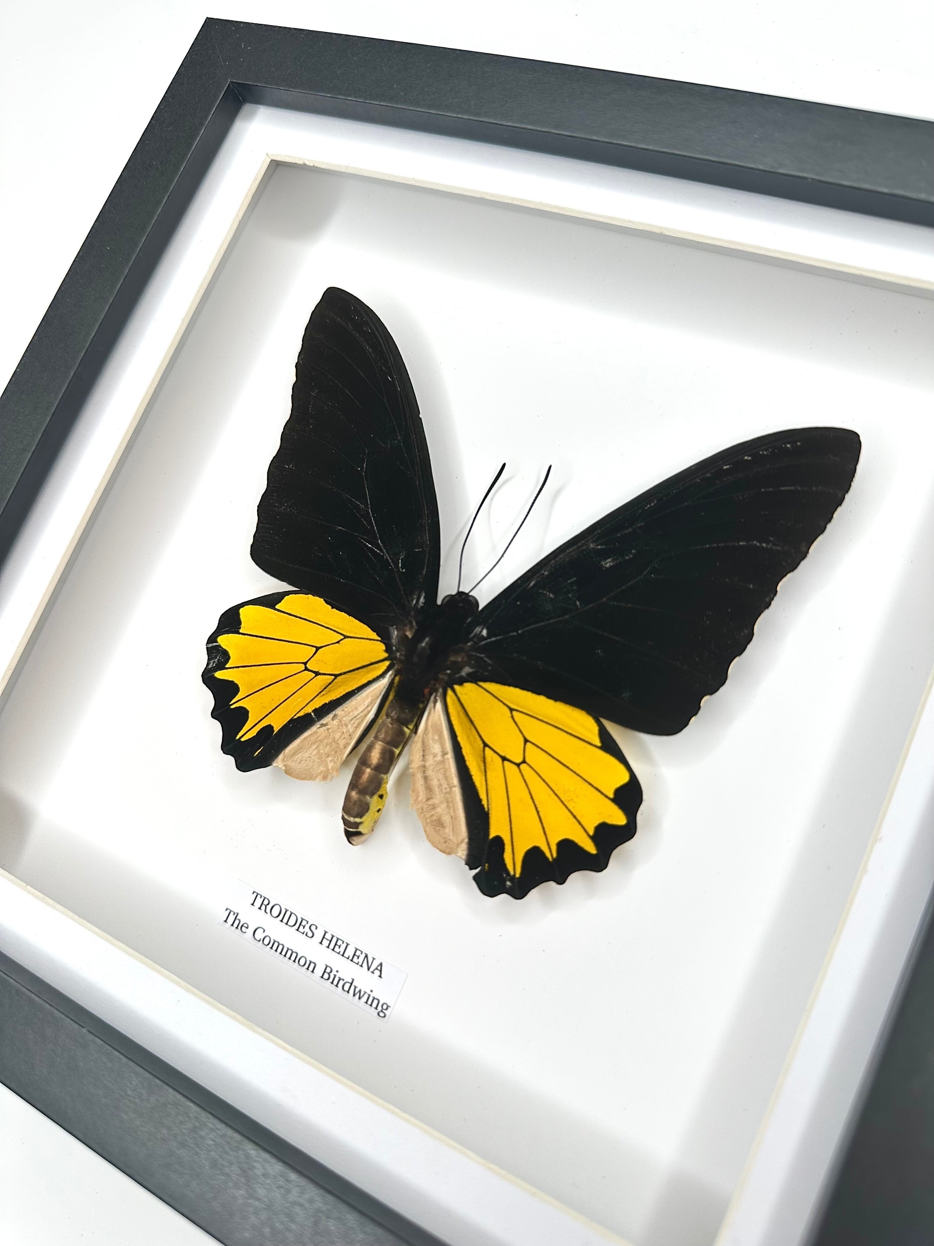The Common Birdwing | Troides Helena | Medium deep black shadow Frame - Taxidermy Entomology Home Decor Framed Natural Art handmade by cuteaholic gifts