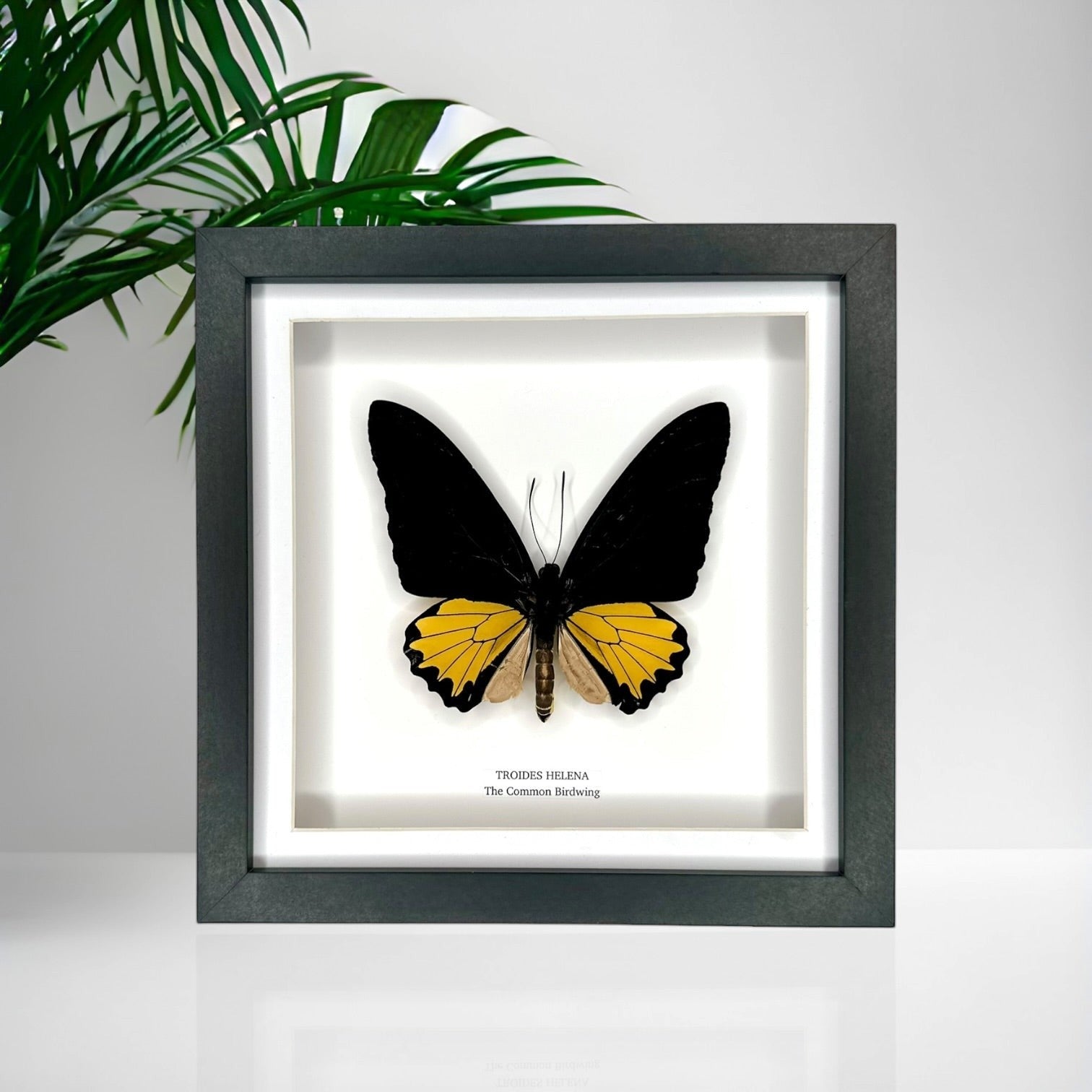 The Common Birdwing | Troides Helena | Medium deep black shadow Frame - Taxidermy Entomology Home Decor Framed Natural Art handmade by cuteaholic gifts