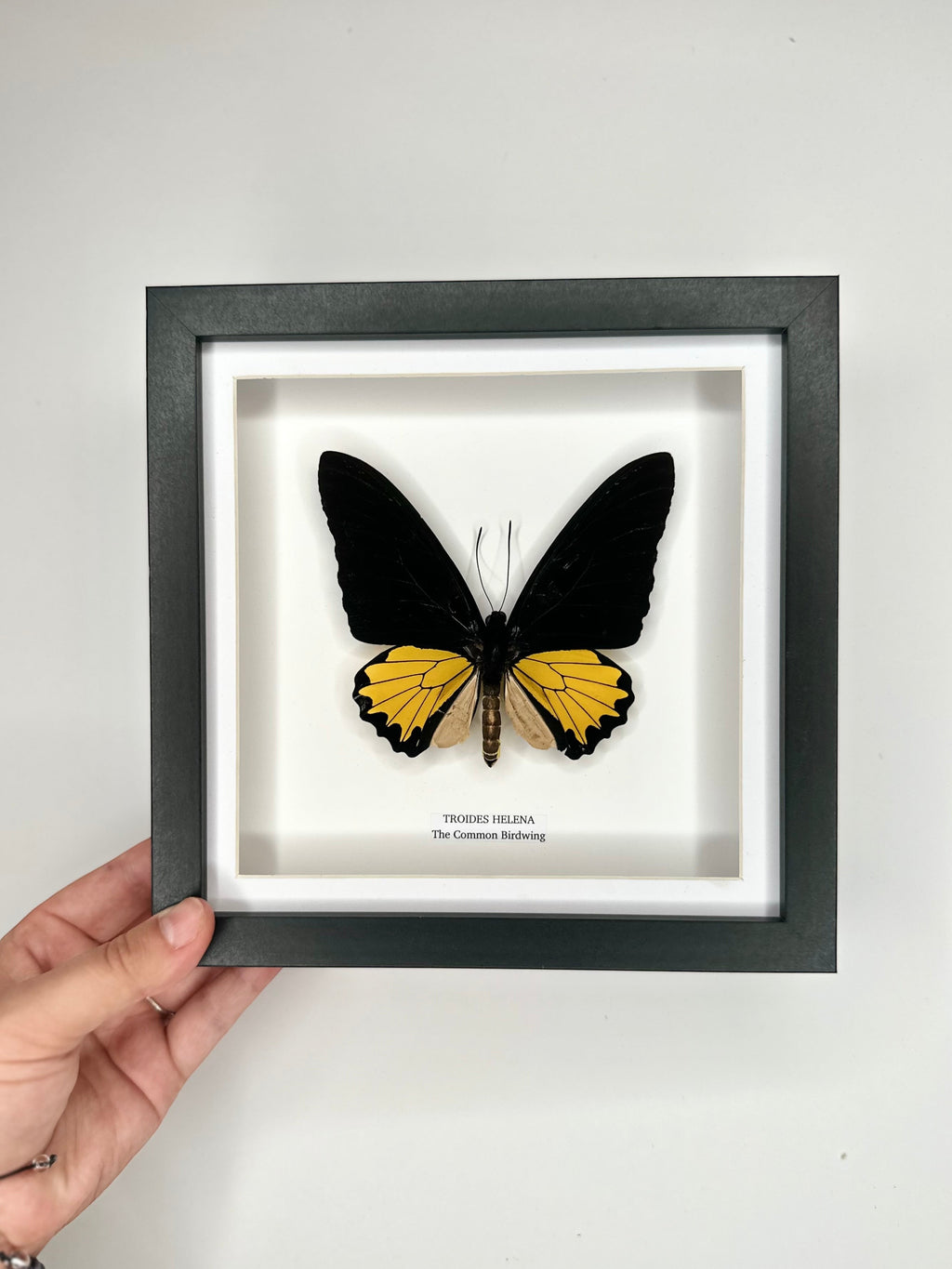 The Common Birdwing | Troides Helena | Medium deep black shadow Frame - Taxidermy Entomology Home Decor Framed Natural Art handmade by cuteaholic gifts