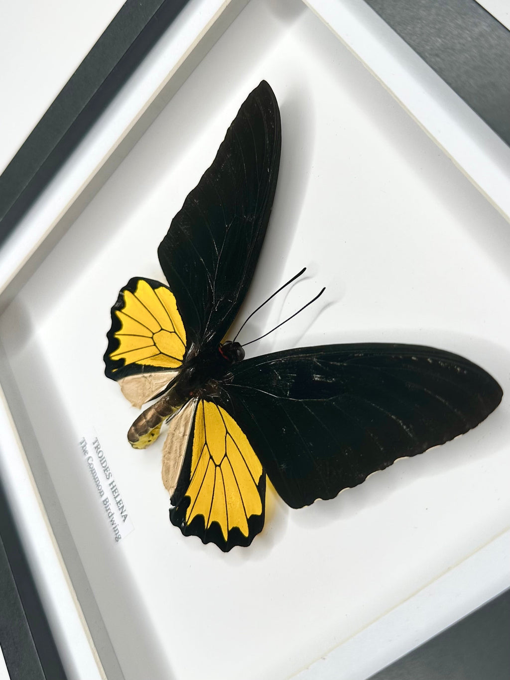 The Common Birdwing | Troides Helena | Medium deep black shadow Frame - Taxidermy Entomology Home Decor Framed Natural Art handmade by cuteaholic gifts