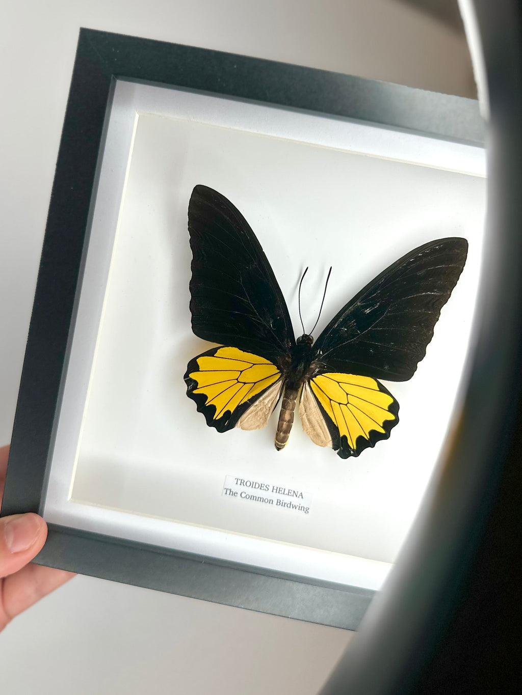 The Common Birdwing | Troides Helena | Medium deep black shadow Frame - Taxidermy Entomology Home Decor Framed Natural Art handmade by cuteaholic gifts