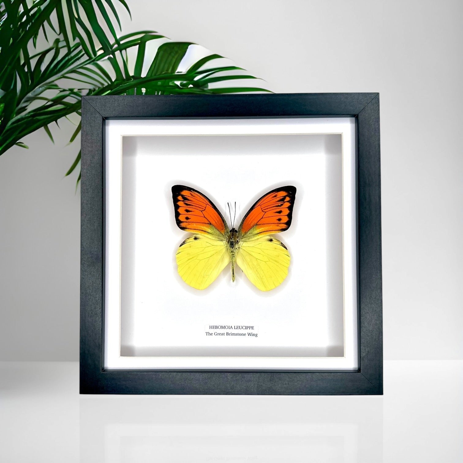 The Great Brimstone Wing | Hebomoia Leucippe | Medium black shadow deep Frame - Taxidermy Entomology Home Decor Framed Natural Art handmade by cuteaholic gifts