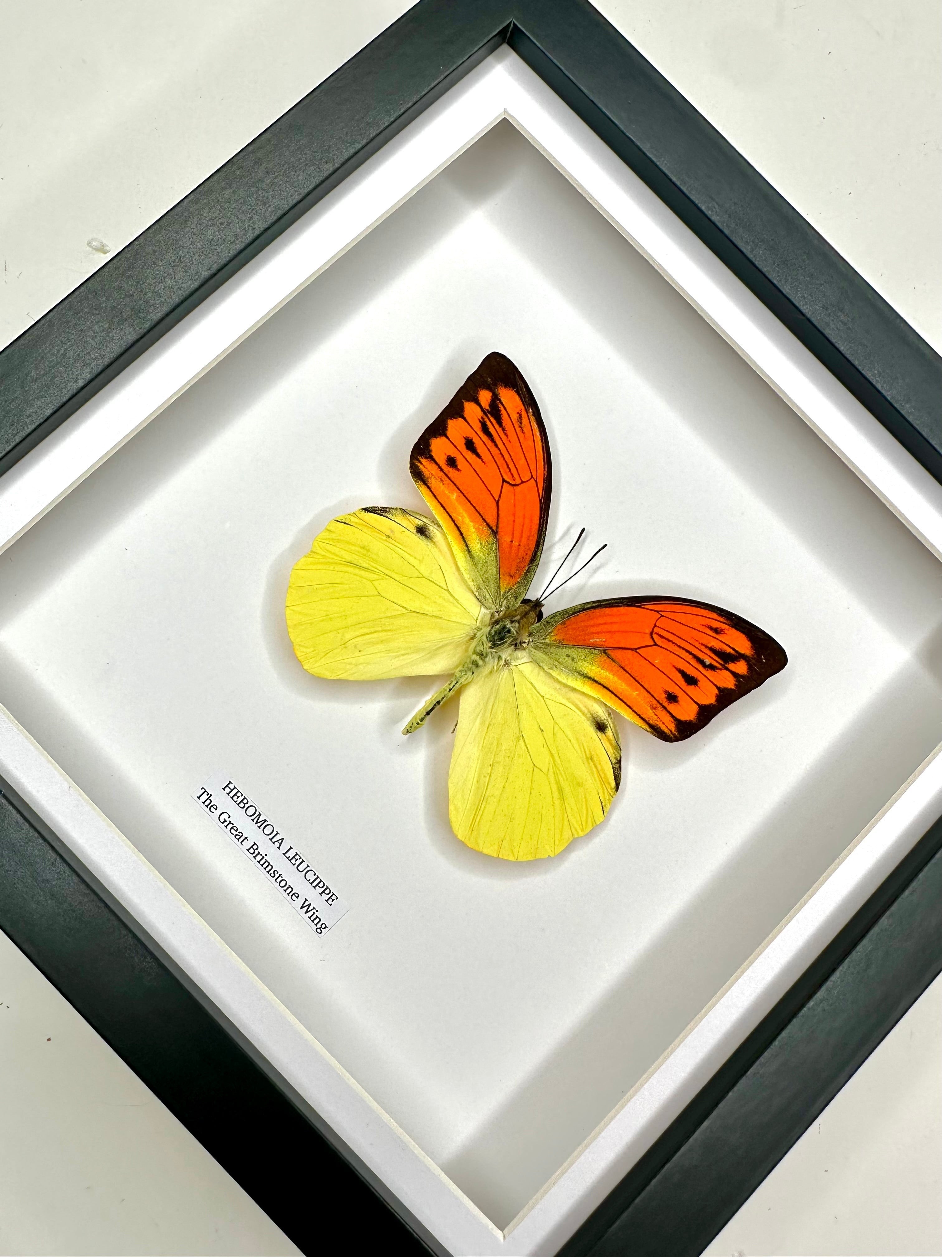 The Great Brimstone Wing | Hebomoia Leucippe | Medium black shadow deep Frame - Taxidermy Entomology Home Decor Framed Natural Art handmade by cuteaholic gifts