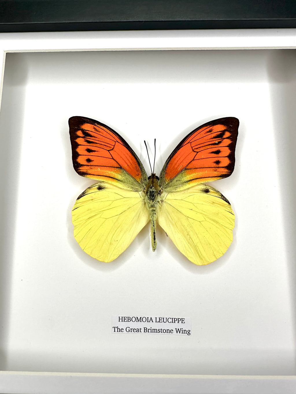 The Great Brimstone Wing | Hebomoia Leucippe | Medium black shadow deep Frame - Taxidermy Entomology Home Decor Framed Natural Art handmade by cuteaholic gifts