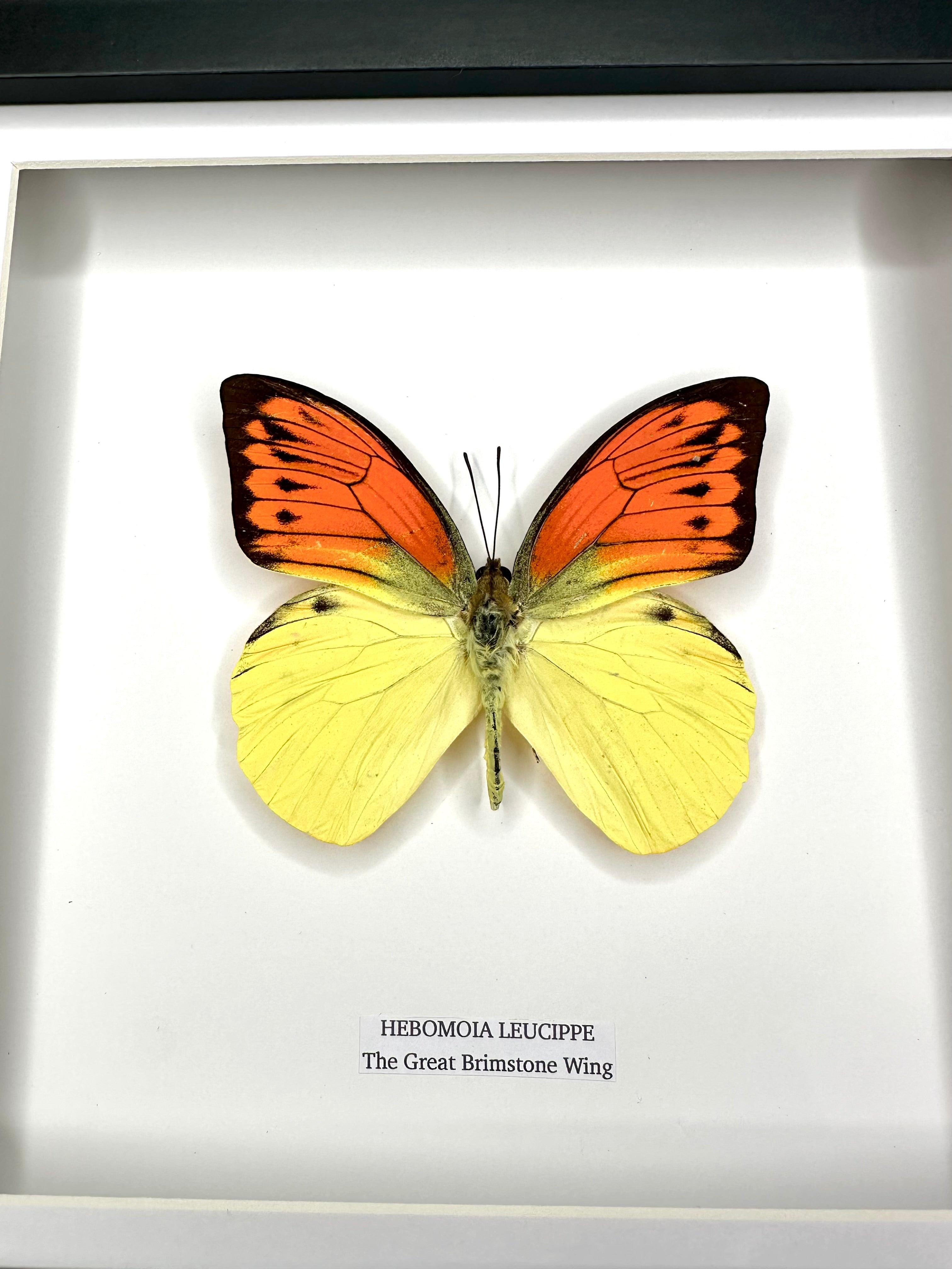 The Great Brimstone Wing | Hebomoia Leucippe | Medium black shadow deep Frame - Taxidermy Entomology Home Decor Framed Natural Art handmade by cuteaholic gifts