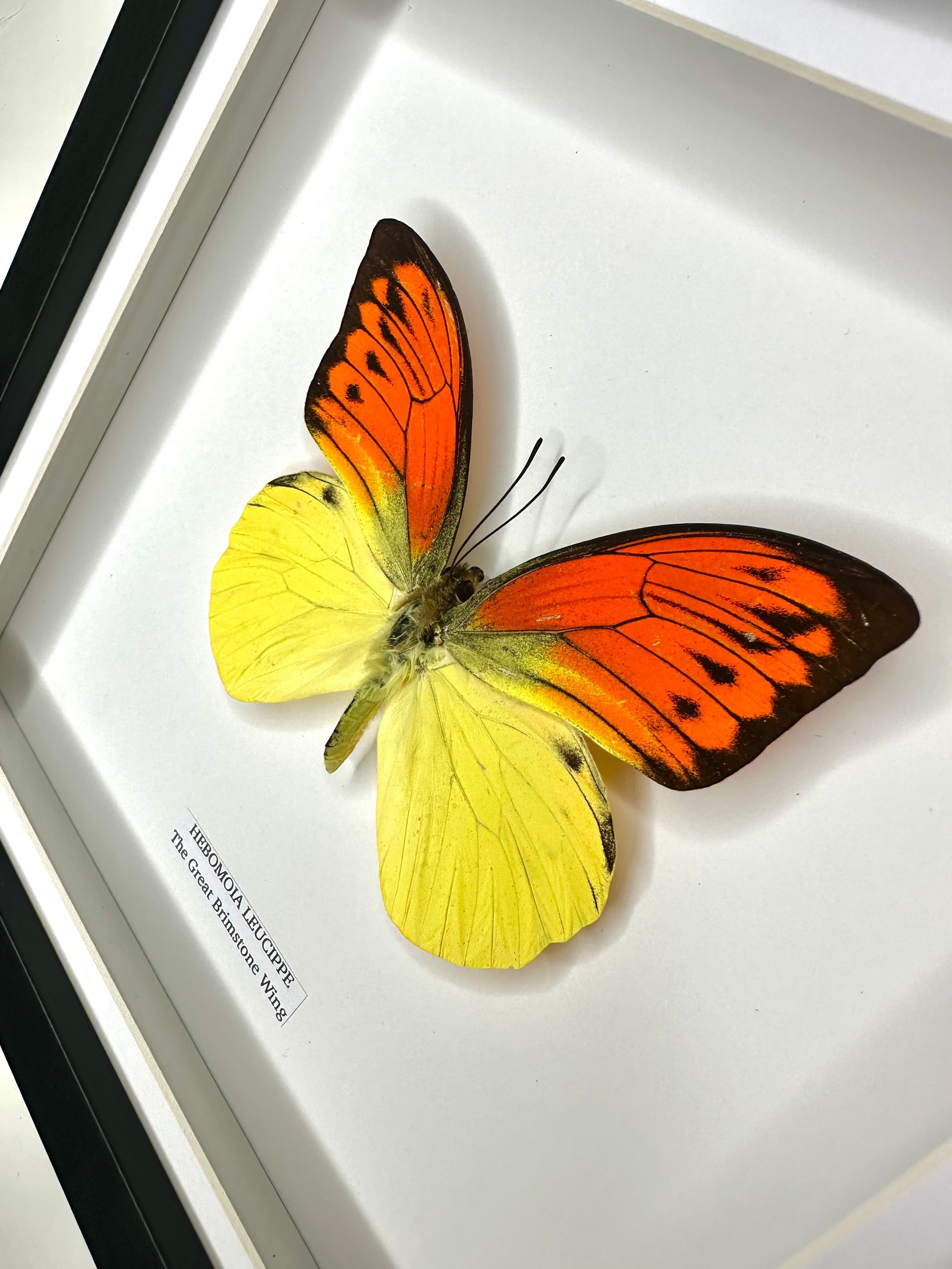 The Great Brimstone Wing | Hebomoia Leucippe | Medium black shadow deep Frame - Taxidermy Entomology Home Decor Framed Natural Art handmade by cuteaholic gifts