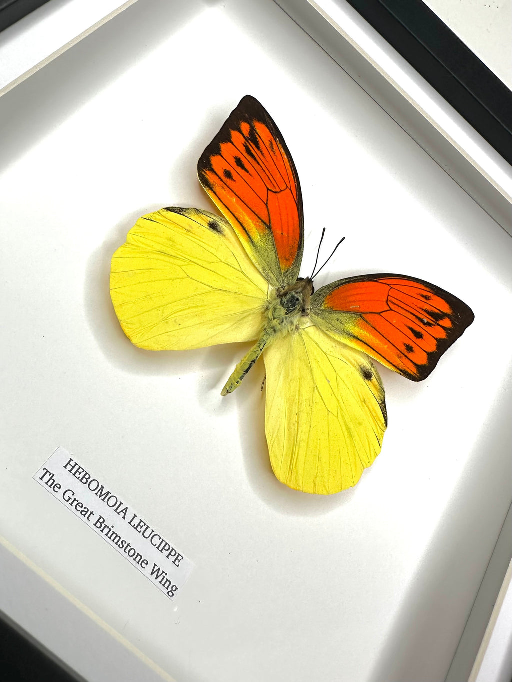 The Great Brimstone Wing | Hebomoia Leucippe | Medium black shadow deep Frame - Taxidermy Entomology Home Decor Framed Natural Art handmade by cuteaholic gifts