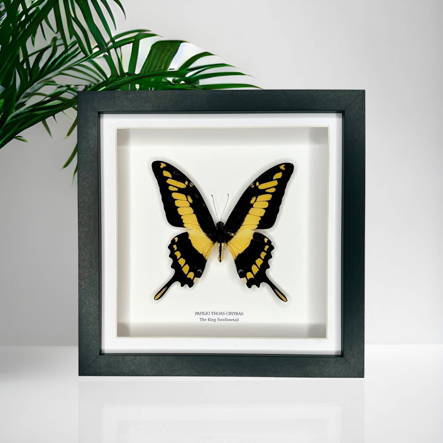 The King Swallowtail | Front Papilio Thoas | Medium deep black shadow Frame - Taxidermy Entomology Home Decor Framed Natural Art handmade by cuteaholicgifts