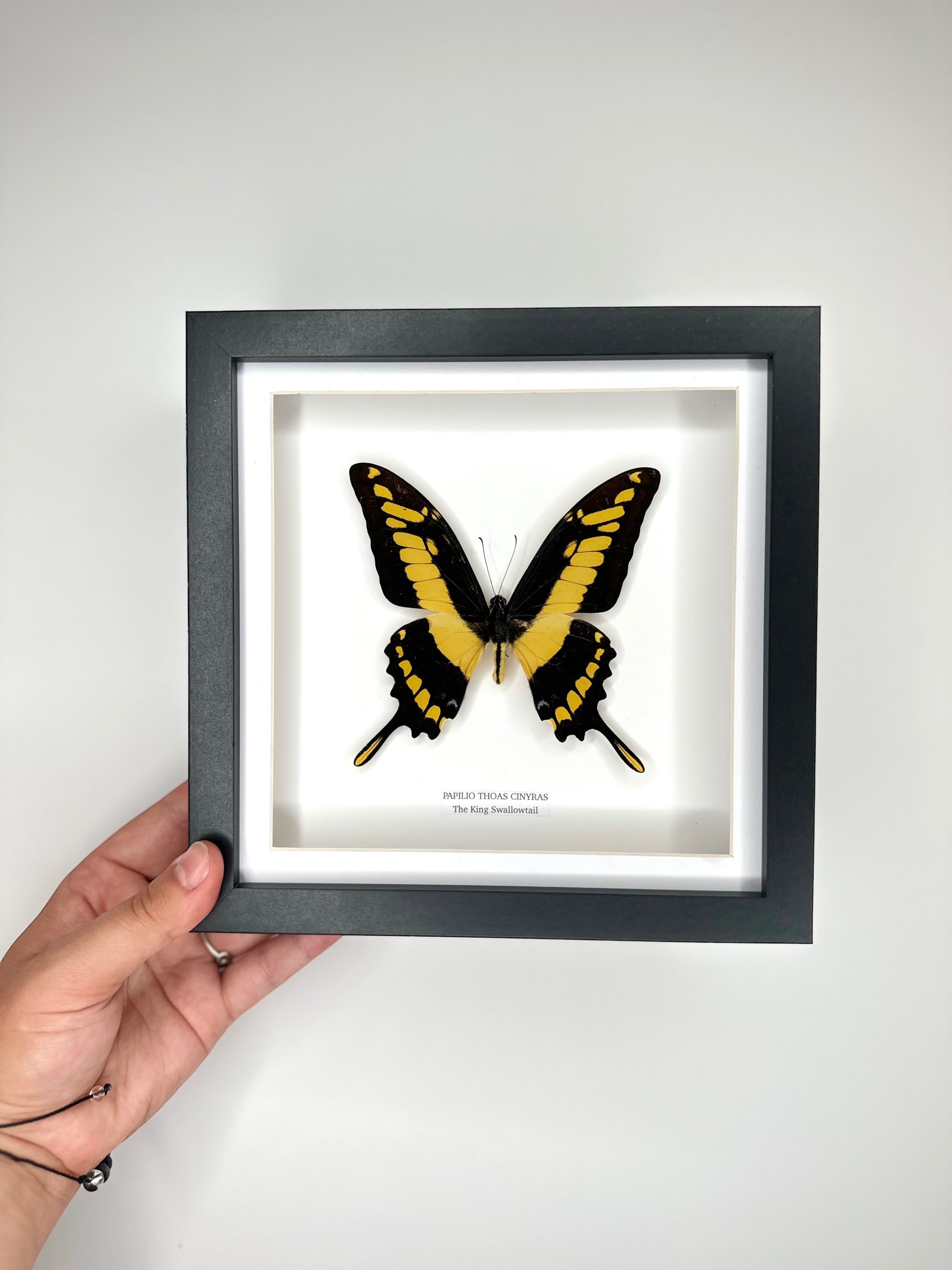 The King Swallowtail | Front Papilio Thoas | Medium deep black shadow Frame - Taxidermy Entomology Home Decor Framed Natural Art handmade by cuteaholic gifts