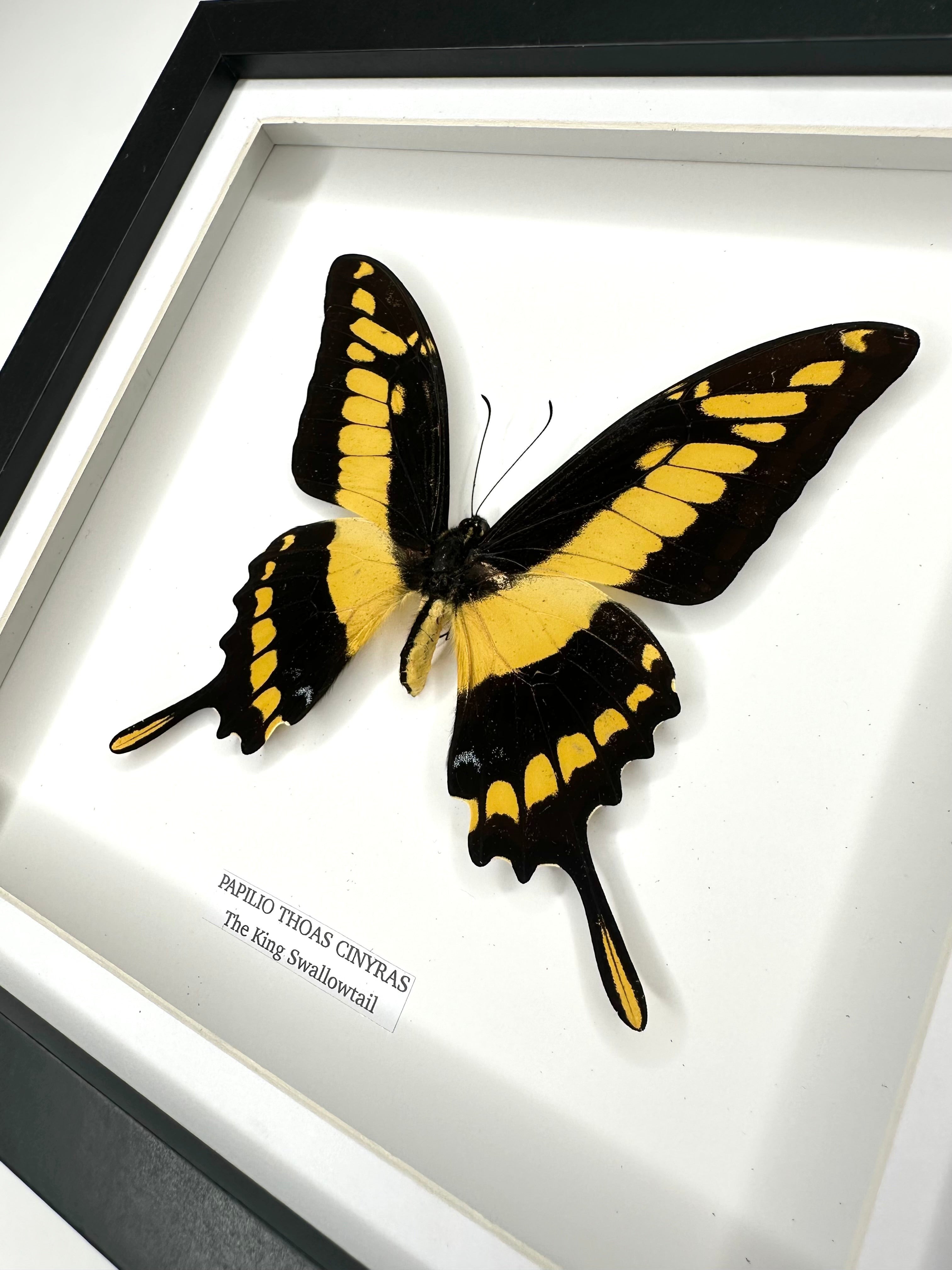 The King Swallowtail | Front Papilio Thoas | Medium deep black shadow Frame - Taxidermy Entomology Home Decor Framed Natural Art handmade by cuteaholic gifts