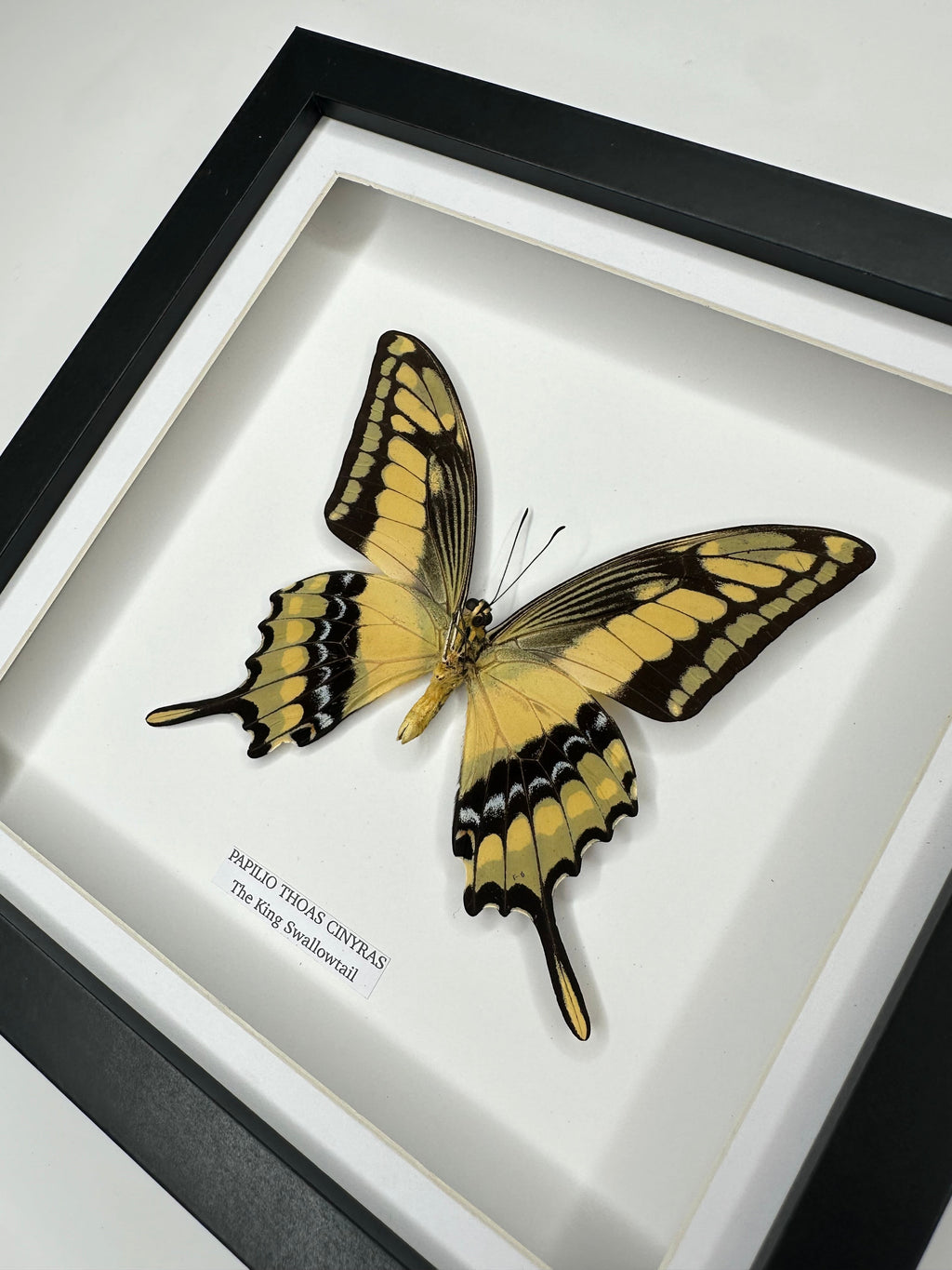 The King Swallowtail | Underwing Papilio Thoas | Medium black shadow Frame - Taxidermy Entomology Home Decor Framed Natural Art handmade by cuteaholic gifts