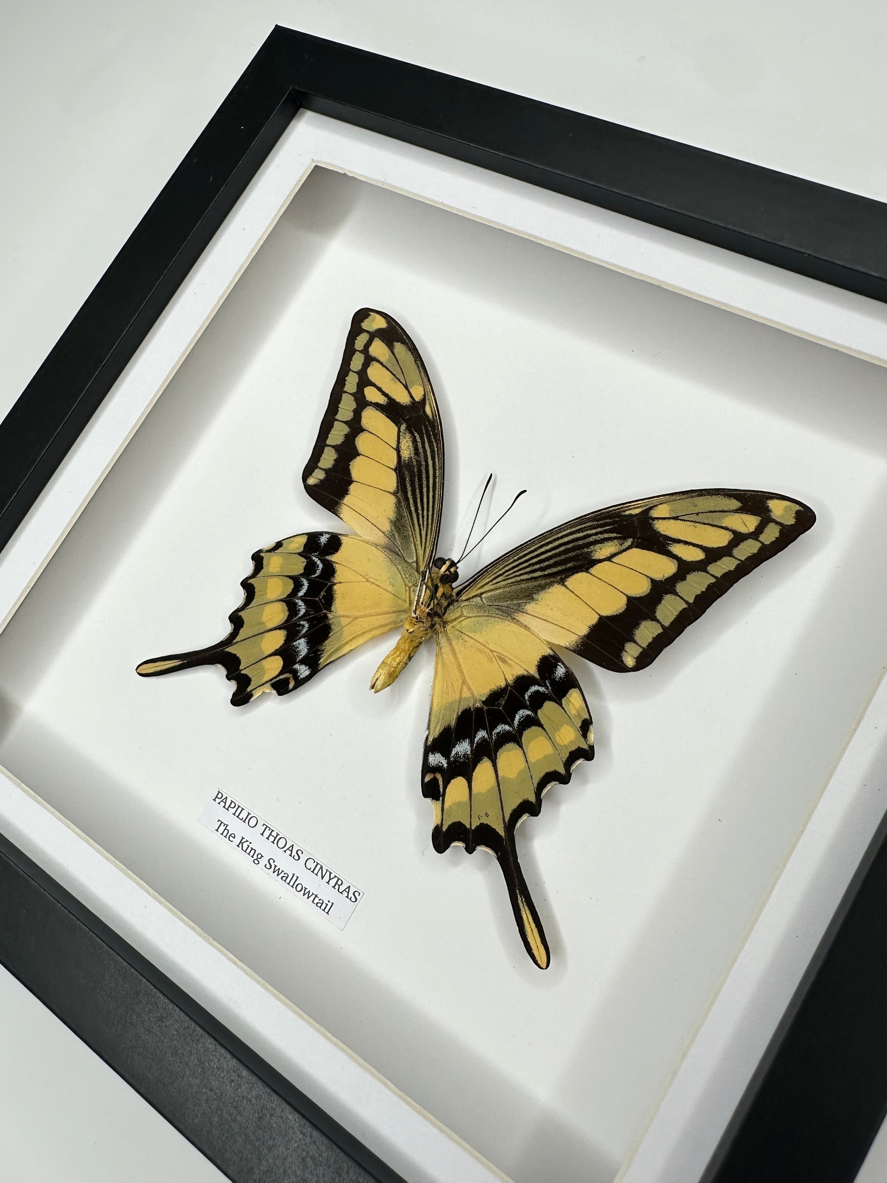 The King Swallowtail | Underwing Papilio Thoas | Medium black shadow Frame - Taxidermy Entomology Home Decor Framed Natural Art handmade by cuteaholic gifts