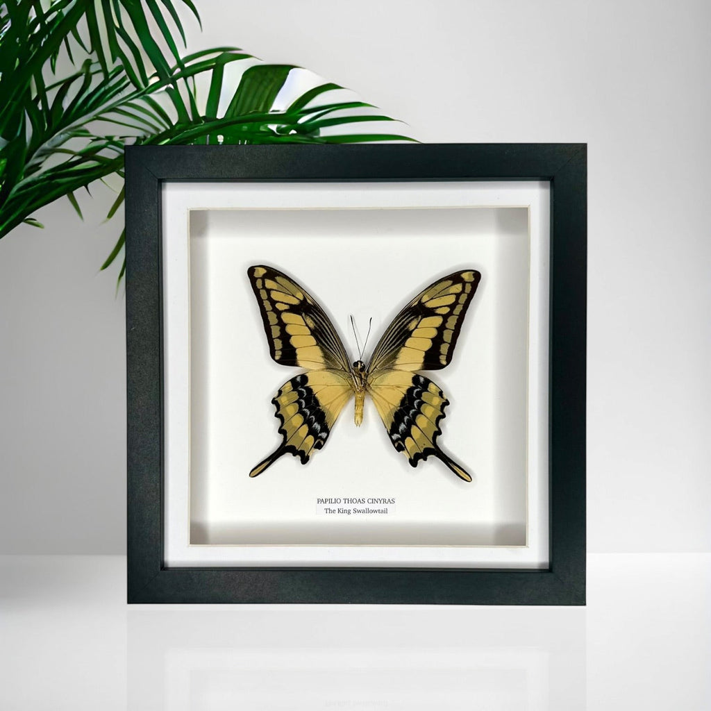 The King Swallowtail | Underwing Papilio Thoas | Medium black shadow Frame - Taxidermy Entomology Home Decor Framed Natural Art handmade by cuteaholic gifts