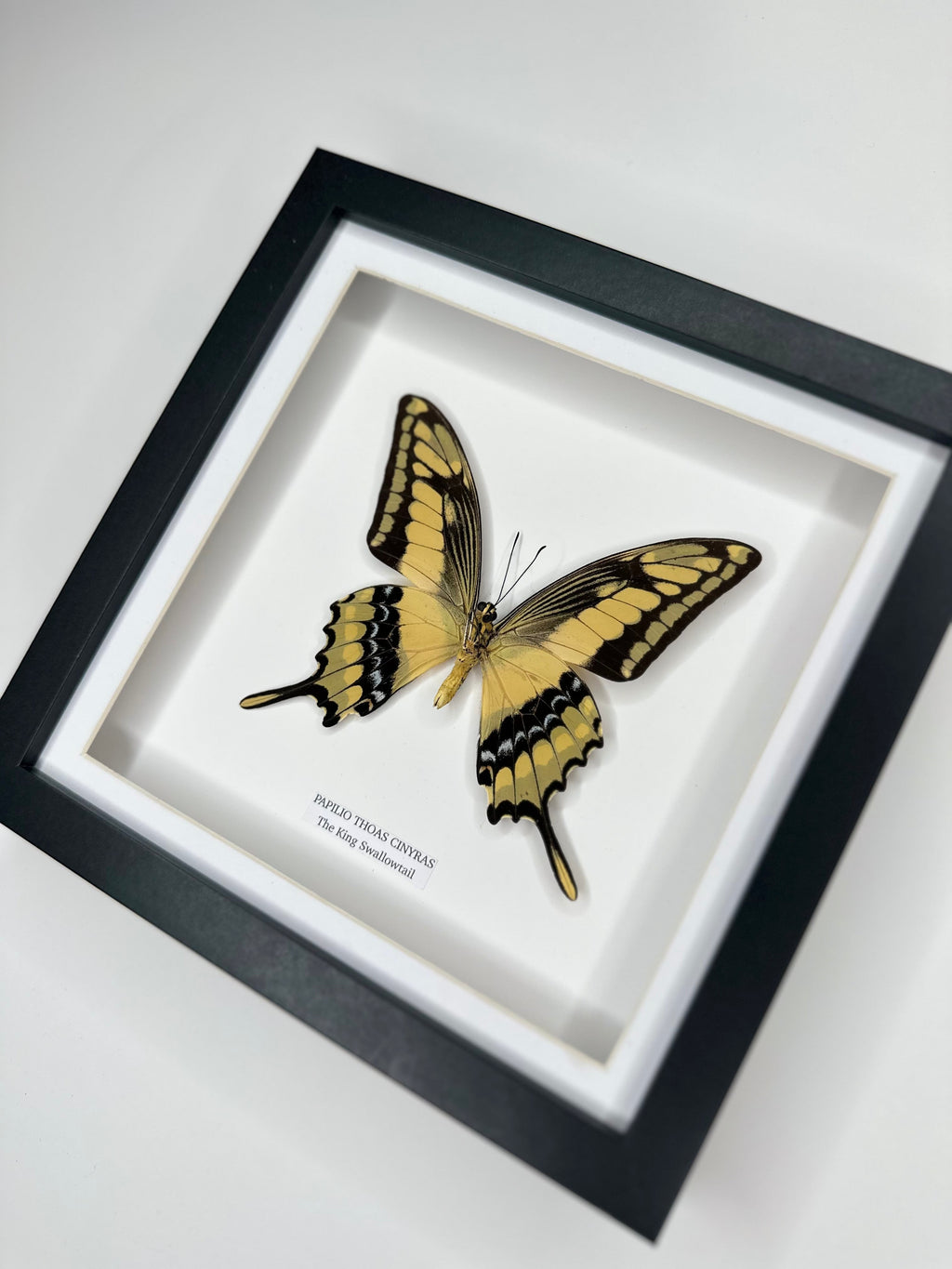 The King Swallowtail | Underwing Papilio Thoas | Medium black shadow Frame - Taxidermy Entomology Home Decor Framed Natural Art handmade by cuteaholic gifts