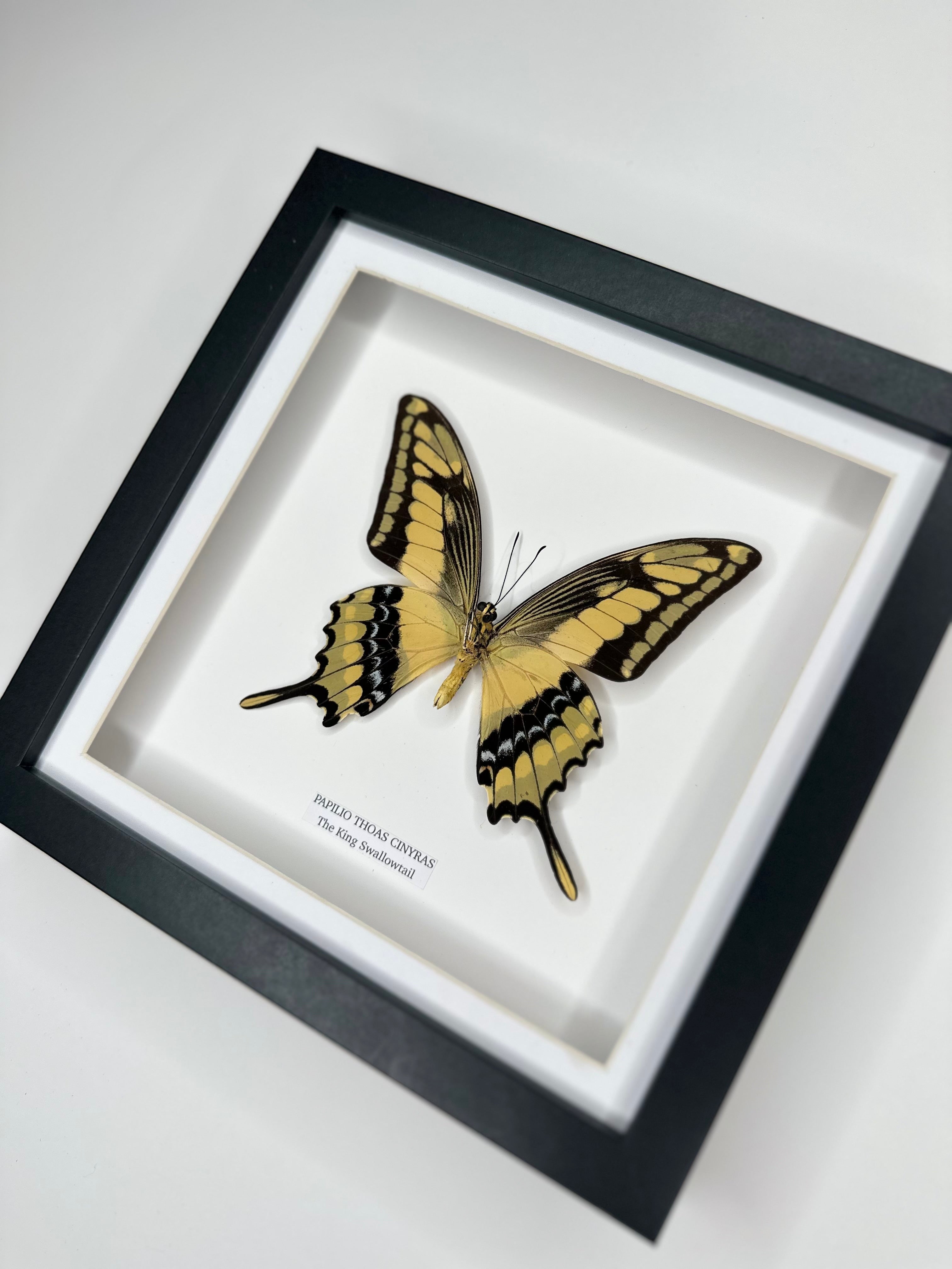 The King Swallowtail | Underwing Papilio Thoas | Medium black shadow Frame - Taxidermy Entomology Home Decor Framed Natural Art handmade by cuteaholic gifts