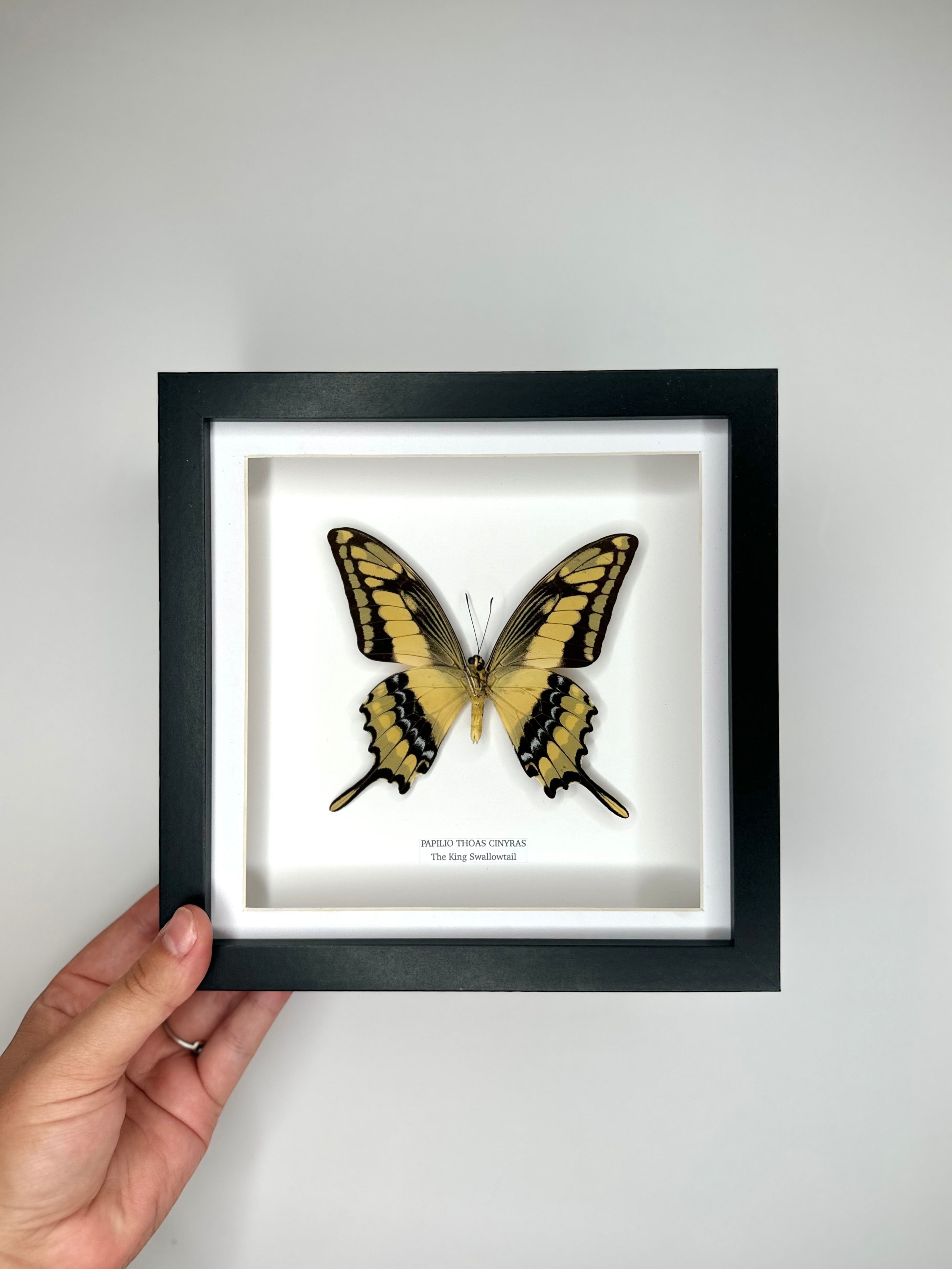 The King Swallowtail | Underwing Papilio Thoas | Medium black shadow Frame - Taxidermy Entomology Home Decor Framed Natural Art handmade by cuteaholic gifts