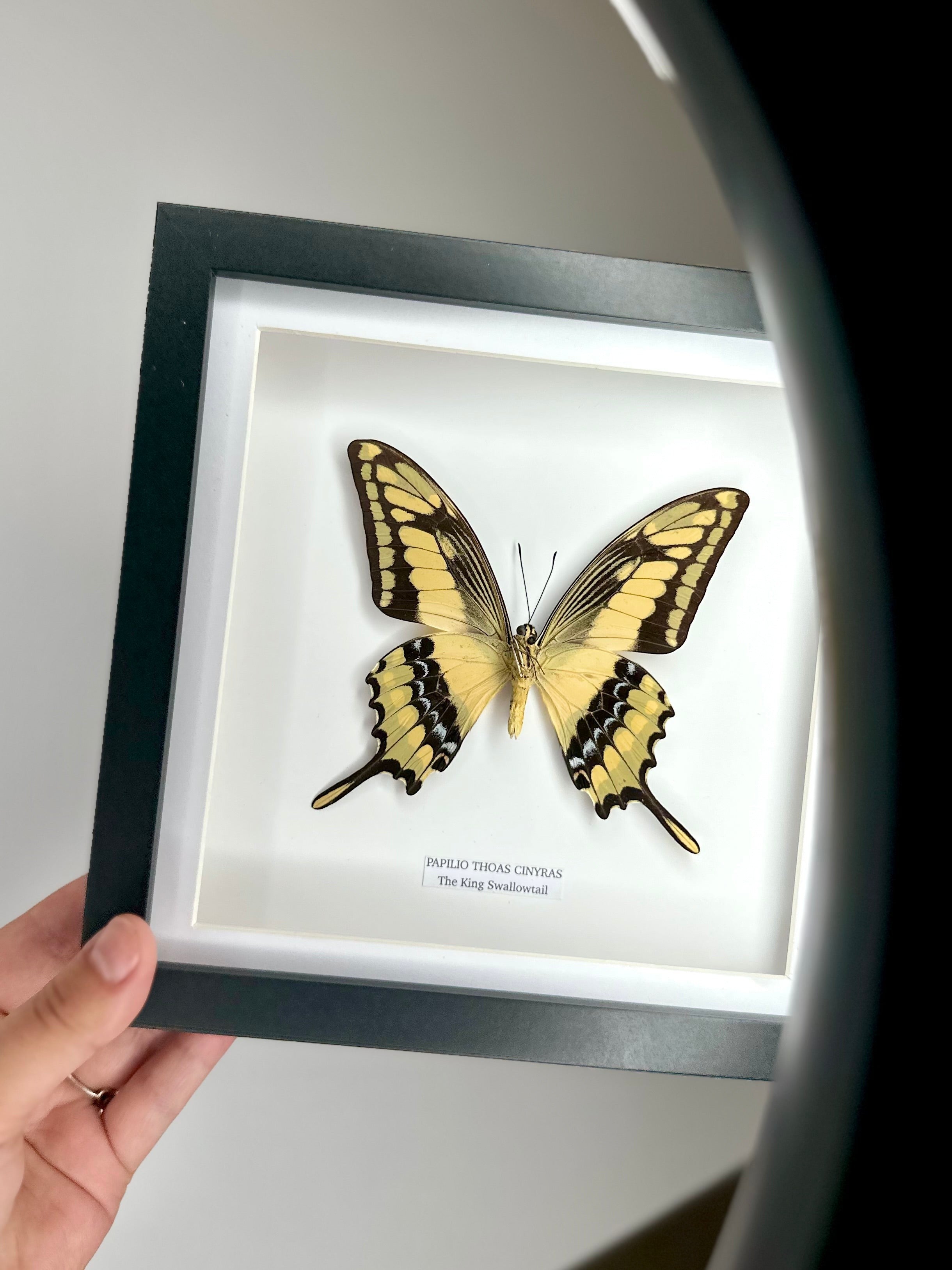 The King Swallowtail | Underwing Papilio Thoas | Medium black shadow Frame - Taxidermy Entomology Home Decor Framed Natural Art handmade by cuteaholic gifts