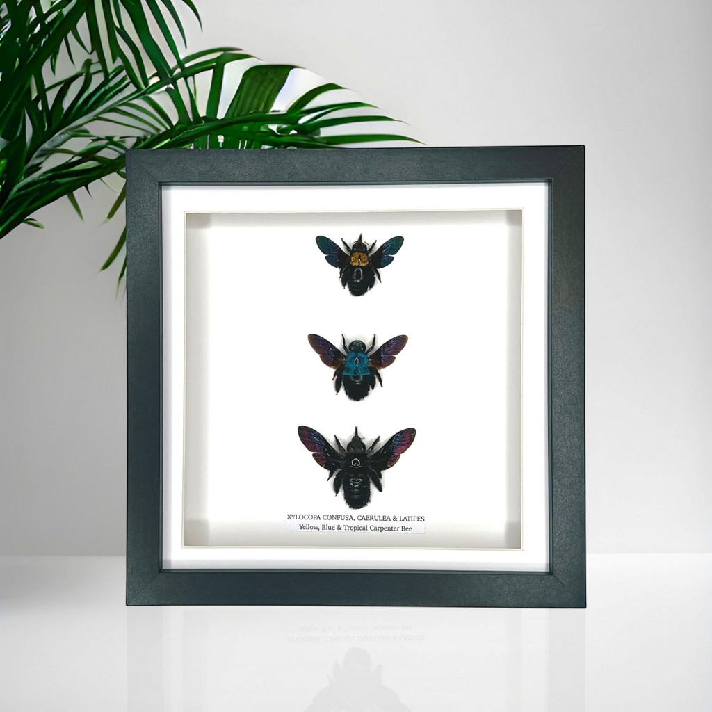 Triple Carpenter Bees | Xylocopa Caerulea, Latipes, Confusa | Medium black deep Frame - Taxidermy Entomology Home Decor Natural Framed Art handmade by cuteaholic gifts