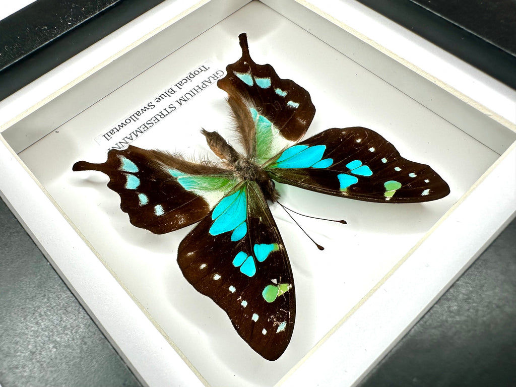 Tropical Blue Swallowtail (Graphium Stresemanni) - Small Framed Butterfly
with blue and green details handmade by cuteaholic entomology taxidermy insects bugs