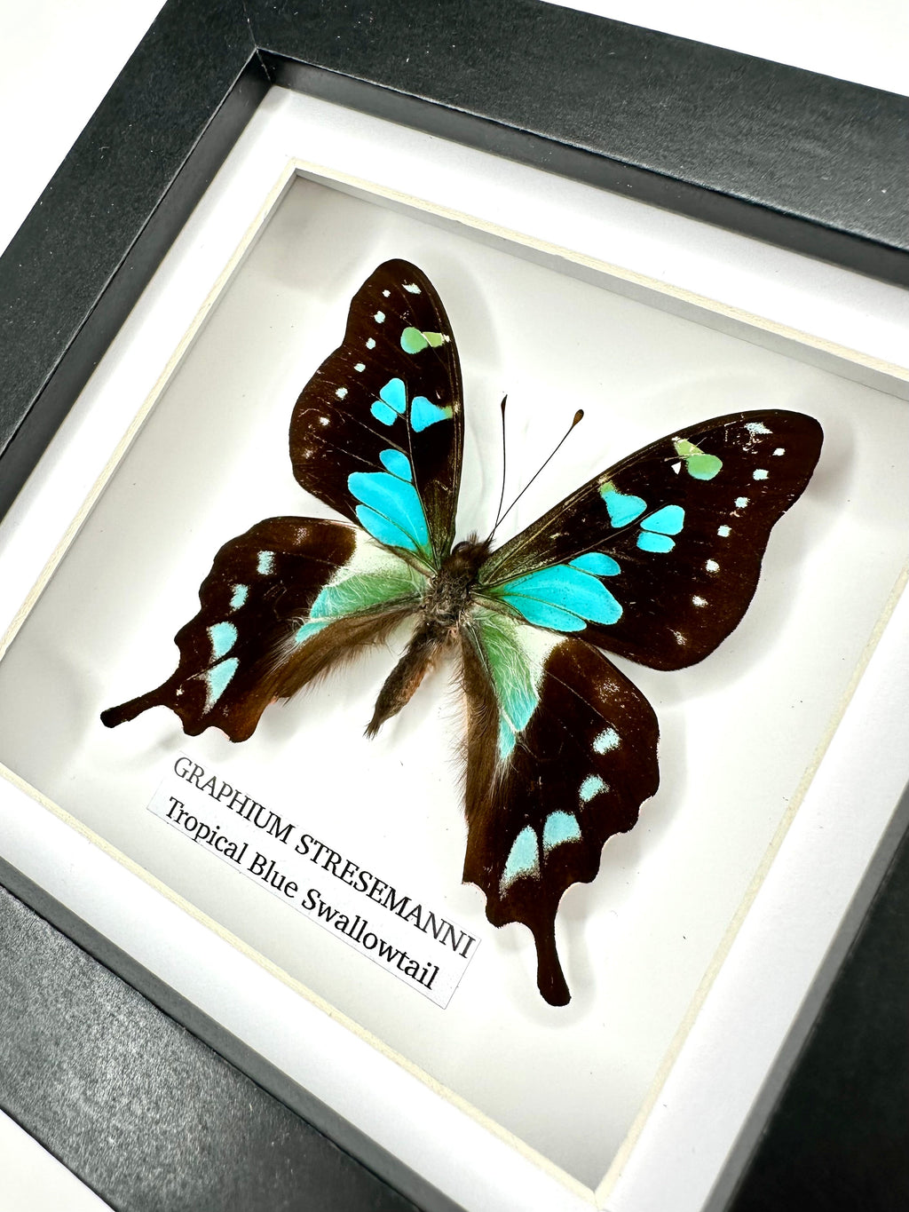 Tropical Blue Swallowtail (Graphium Stresemanni) - Small Framed Butterfly
with blue and green details handmade by cuteaholic entomology taxidermy insects bugs