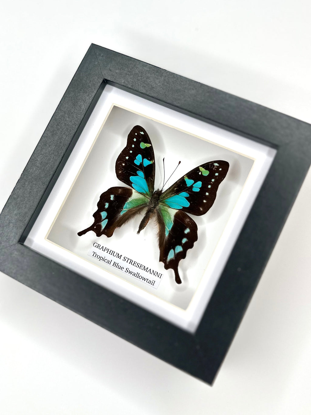 Tropical Blue Swallowtail (Graphium Stresemanni) - Small Framed Butterfly
with blue and green details handmade by cuteaholic entomology taxidermy insects bugs