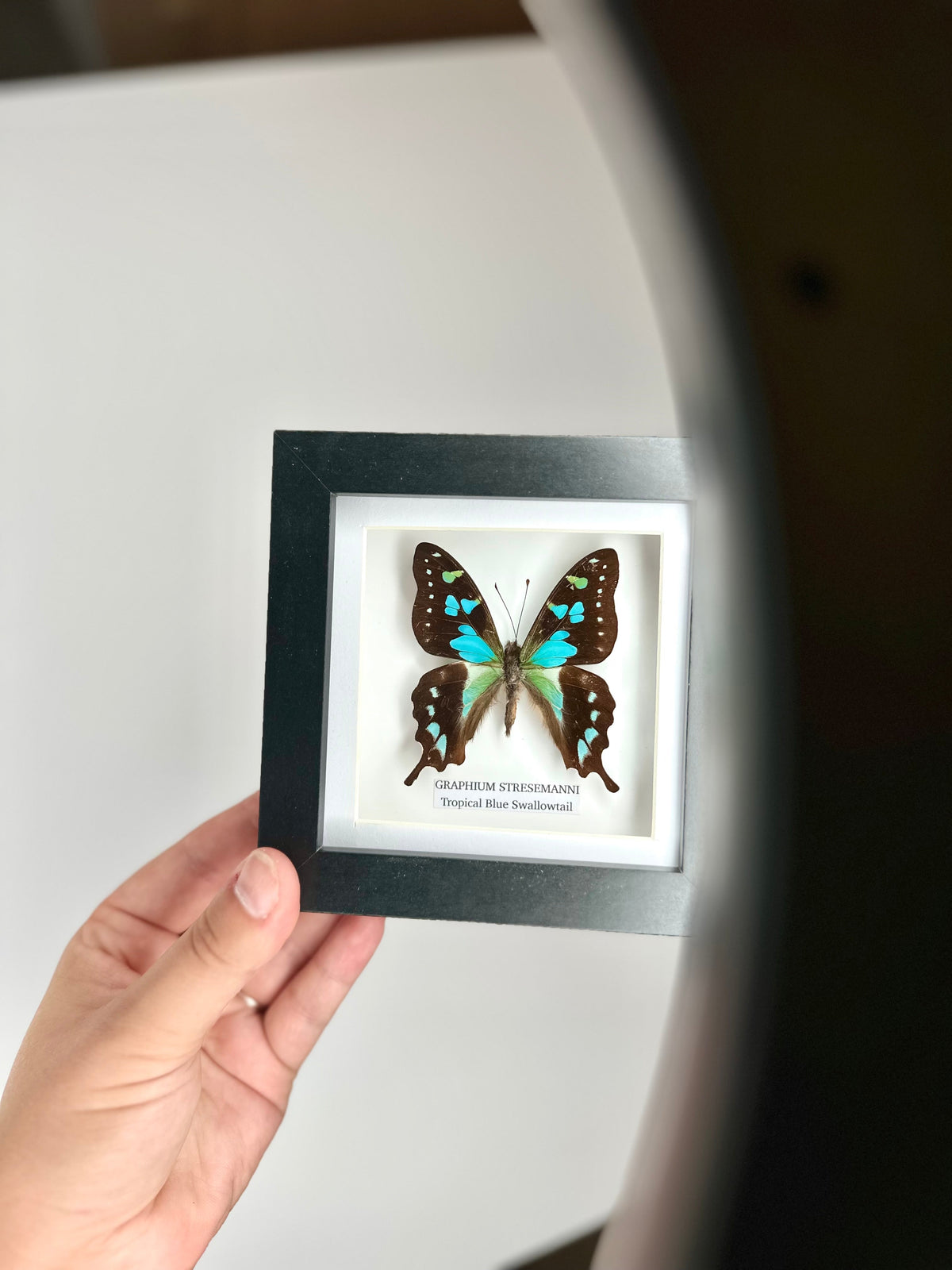 Tropical Blue Swallowtail (Graphium Stresemanni) - Small Framed Butterfly
with blue and green details handmade by cuteaholic entomology taxidermy insects bugs