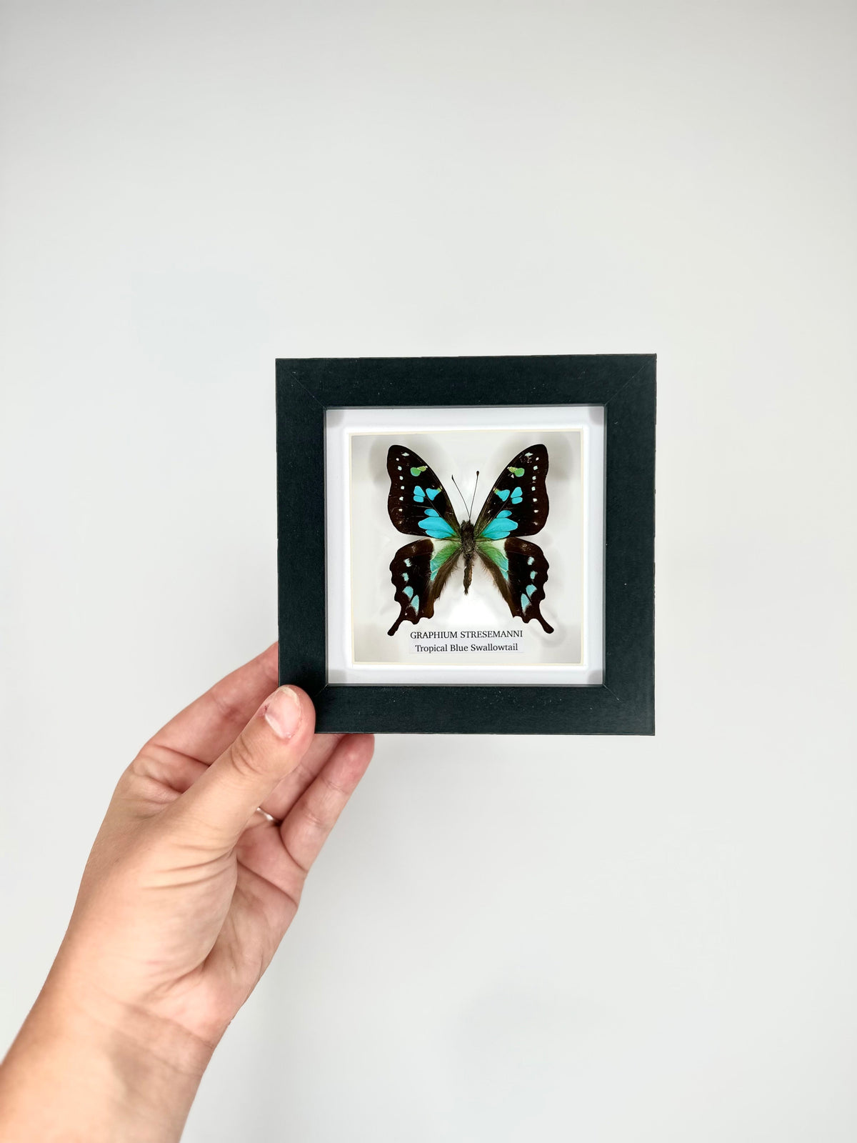 Tropical Blue Swallowtail (Graphium Stresemanni) - Small Framed Butterfly
with blue and green details handmade by cuteaholic entomology taxidermy insects bugs